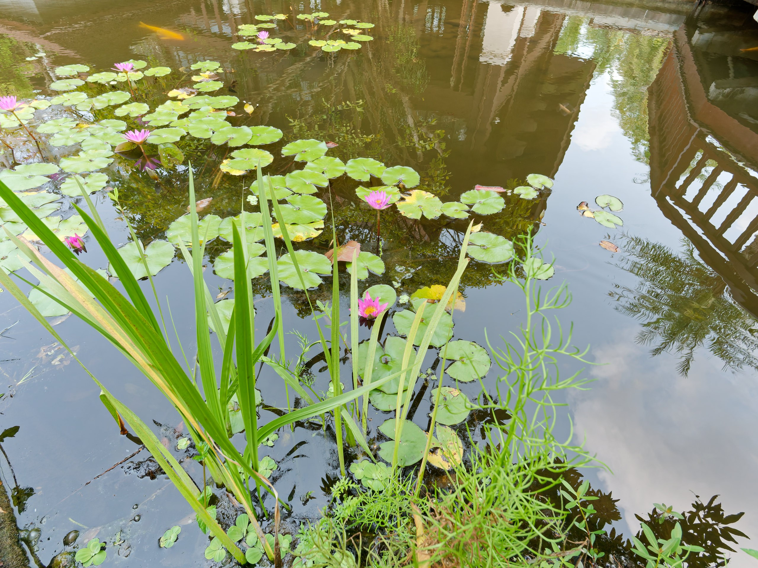 Хайнань 2026, флора, цветы и деревья. Фотопрогулки по Миру