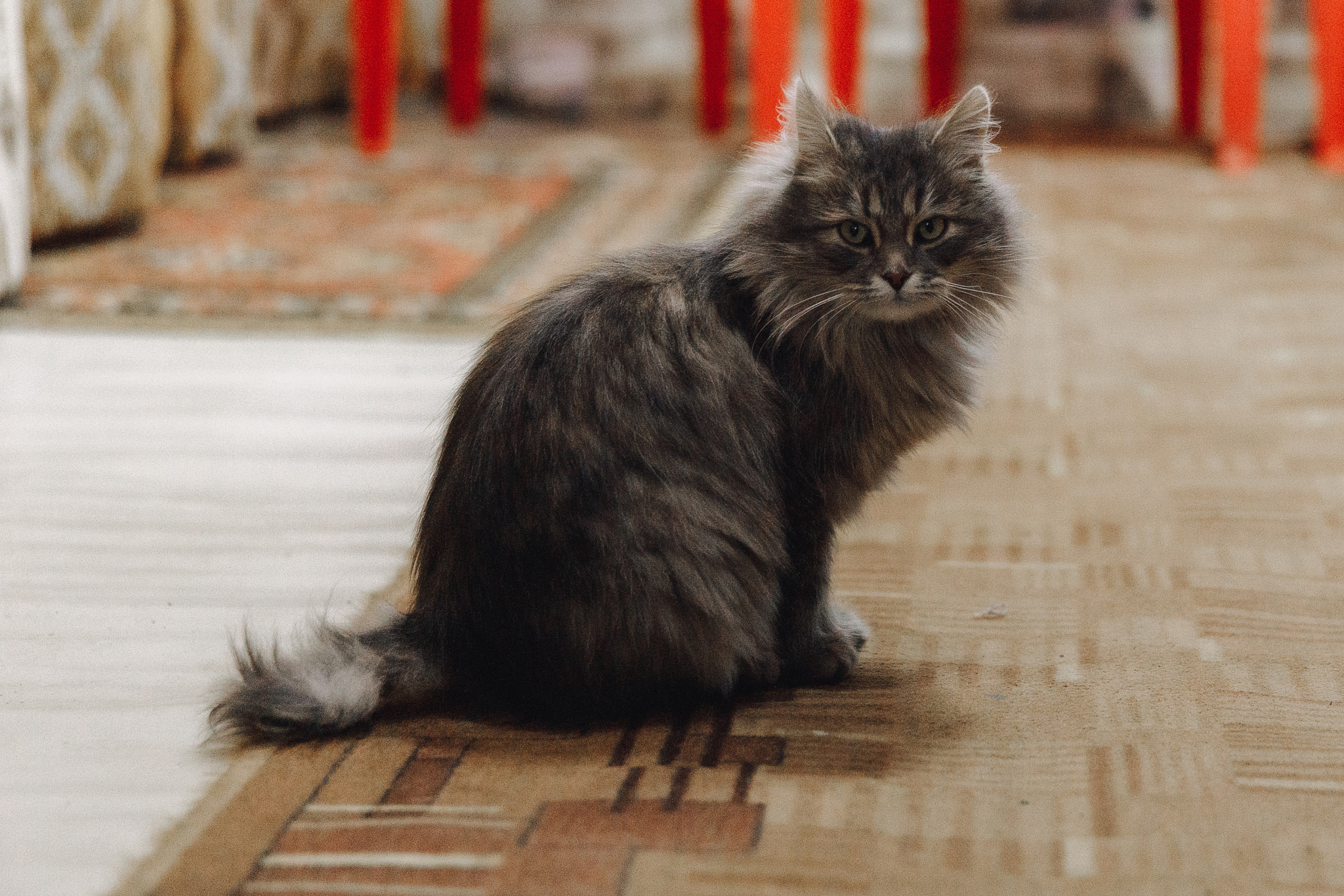 Анна и Тёма — Анонс Свадьбы — 18 октября 2019. Свадебный фотограф Тверь, Москва, Россия — Торопов Роман