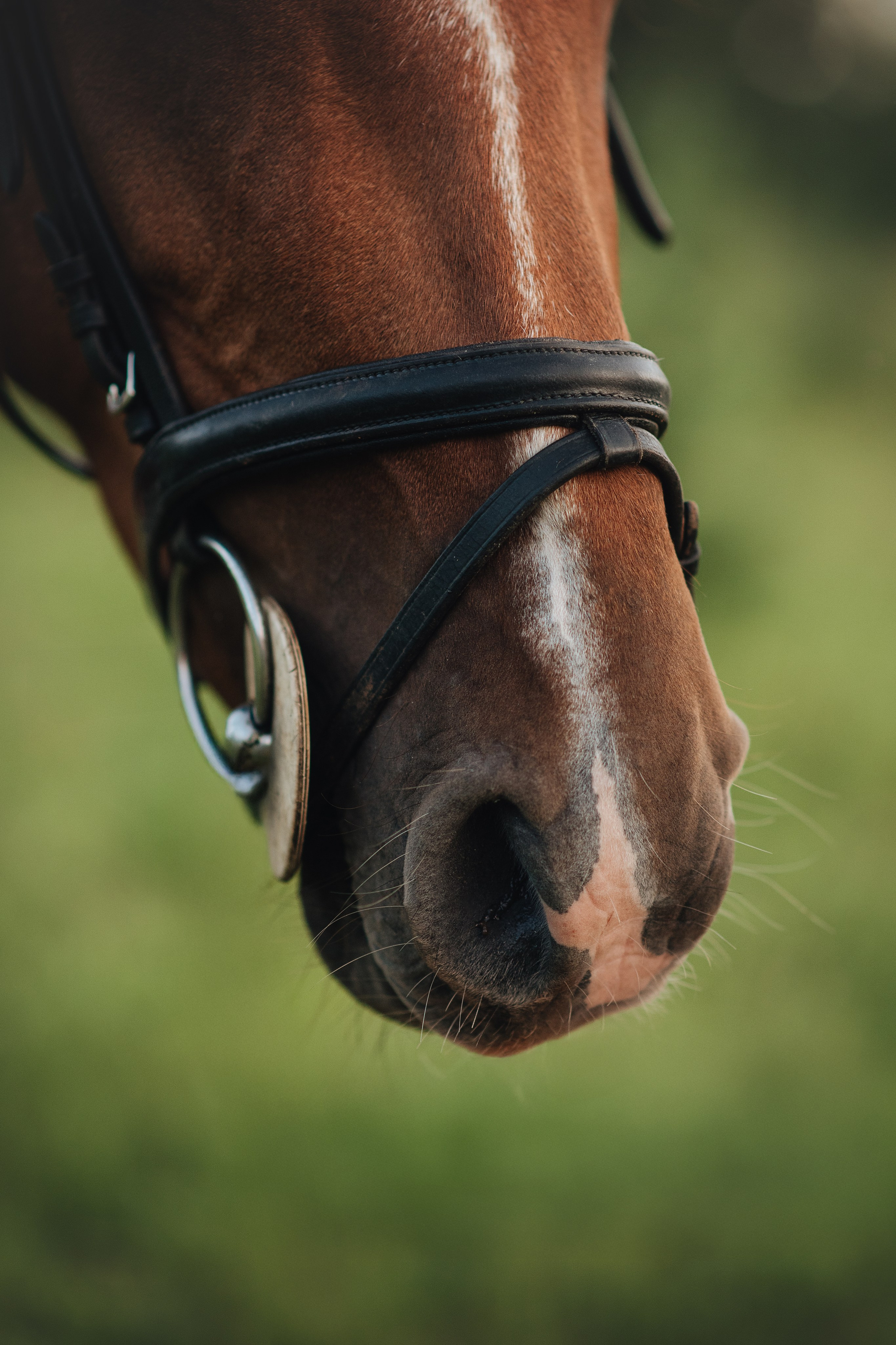 Ксюша и Майя — 05.07.2025. Фотограф — Анималист | Анна Абрамова