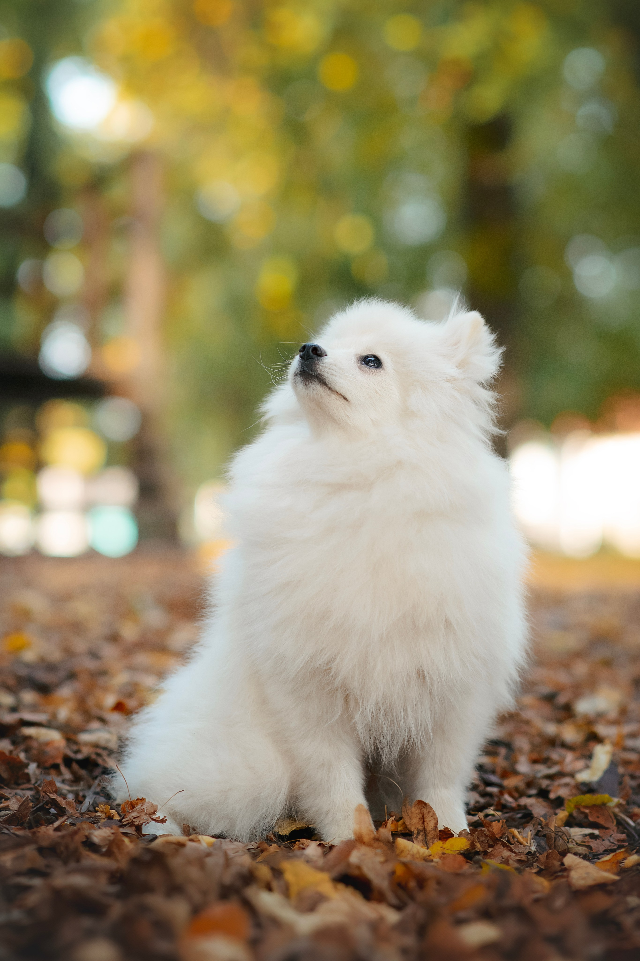 Малый немецкий шпиц — 18.09.2025. Фотограф — Анималист | Анна Абрамова
