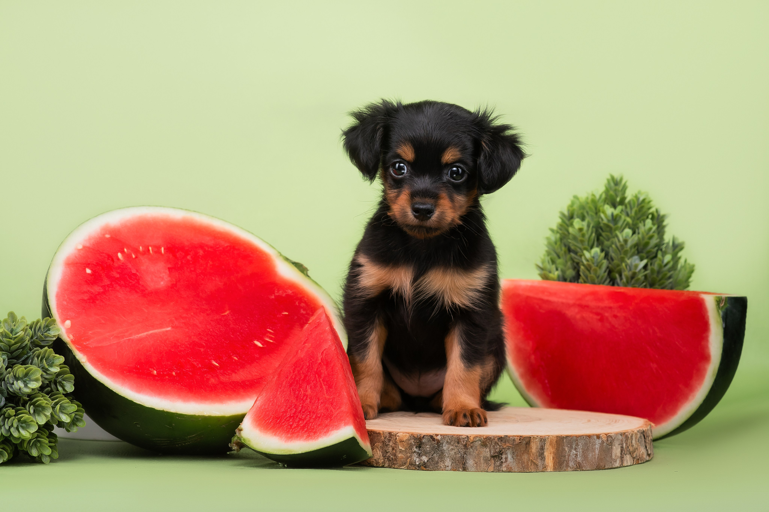 Малыши пражских крысариков — 30.07.2025. Фотограф — Анималист | Анна Абрамова