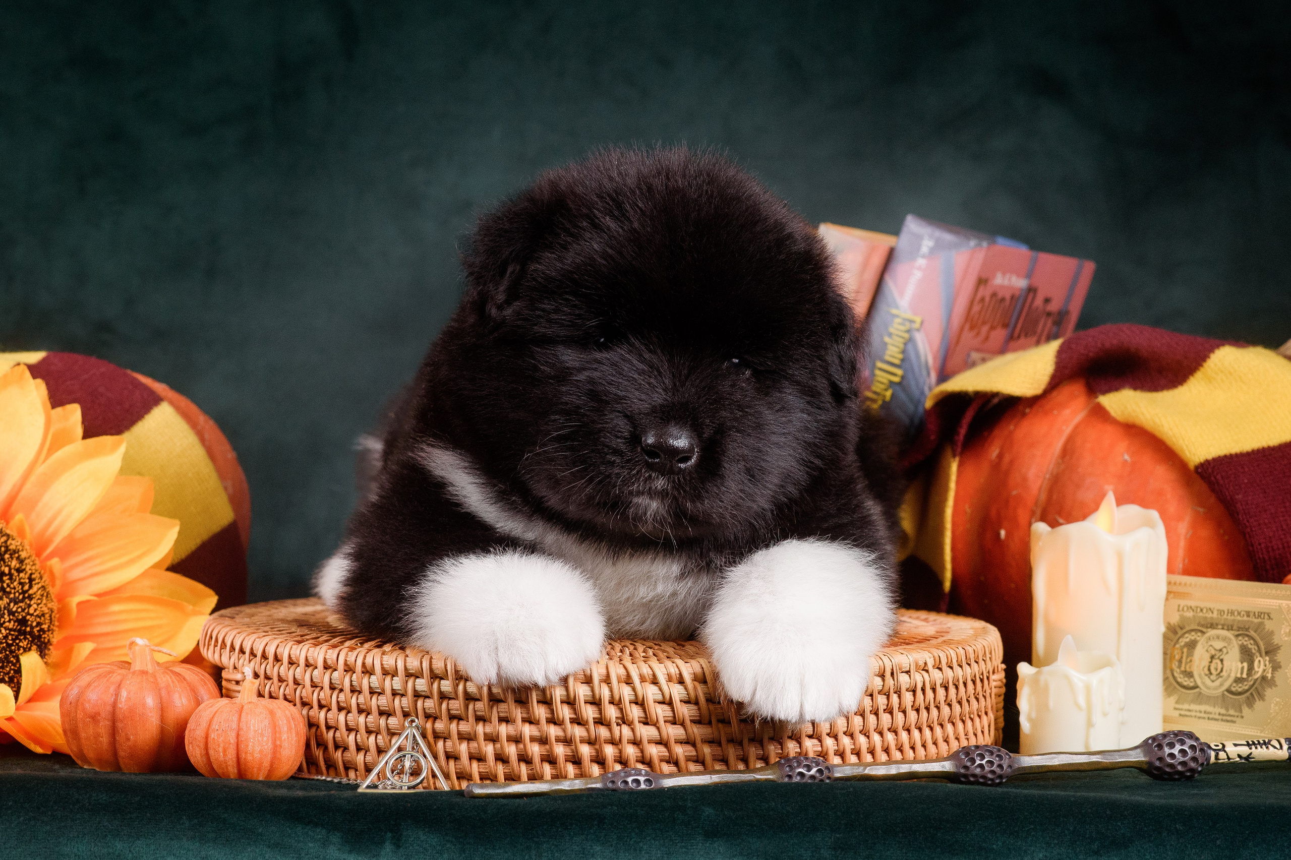 Щенки Американской Акиты — 04.11.2024. Фотограф — Анималист | Анна Абрамова