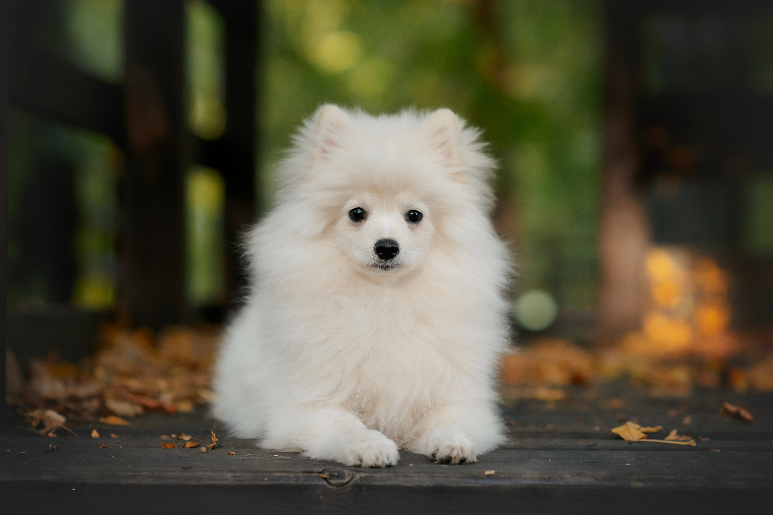 Малый немецкий шпиц — 18.09.2025. Фотограф — Анималист | Анна Абрамова