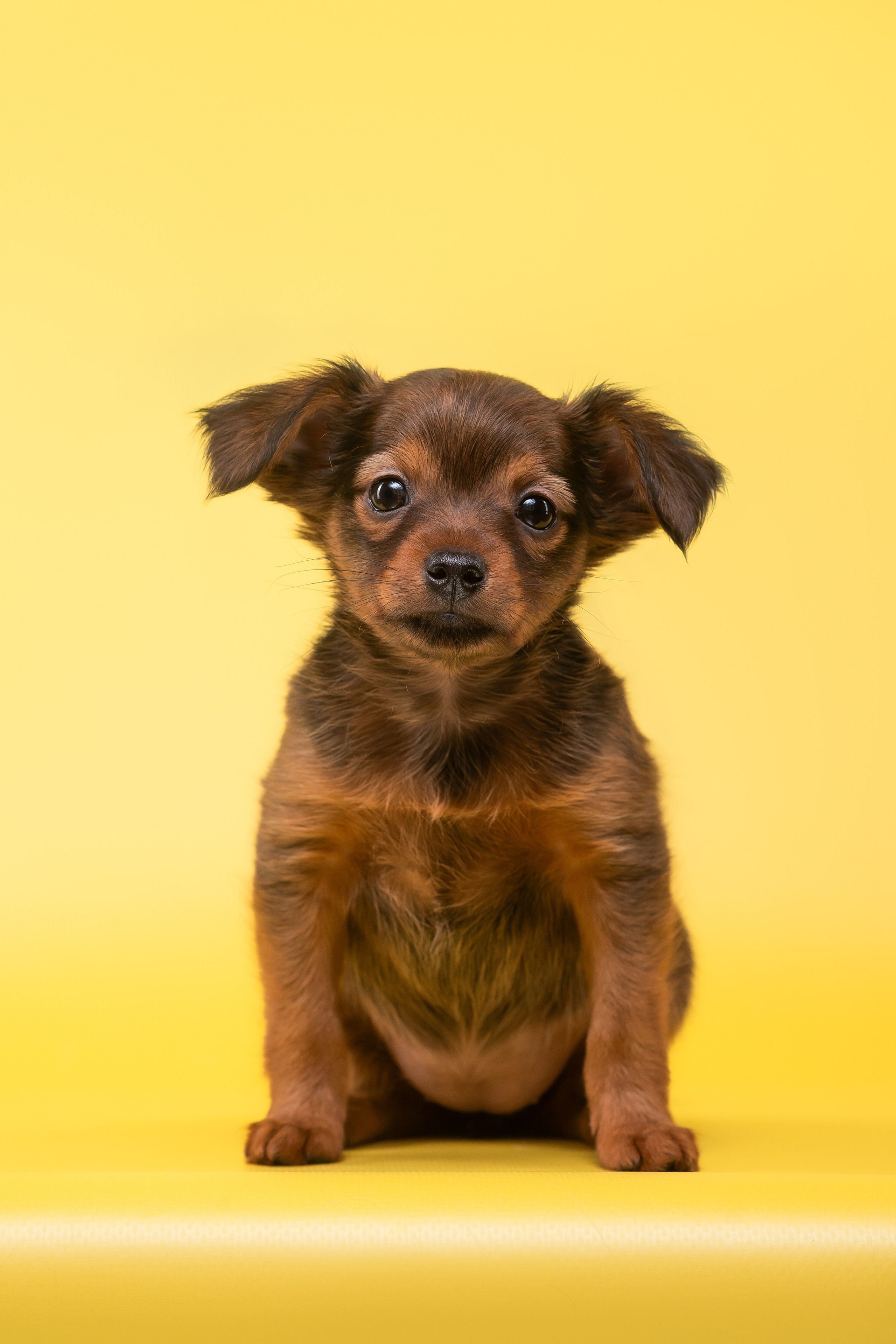 Пражские крысарики — 02.04.2025. Фотограф — Анималист | Анна Абрамова