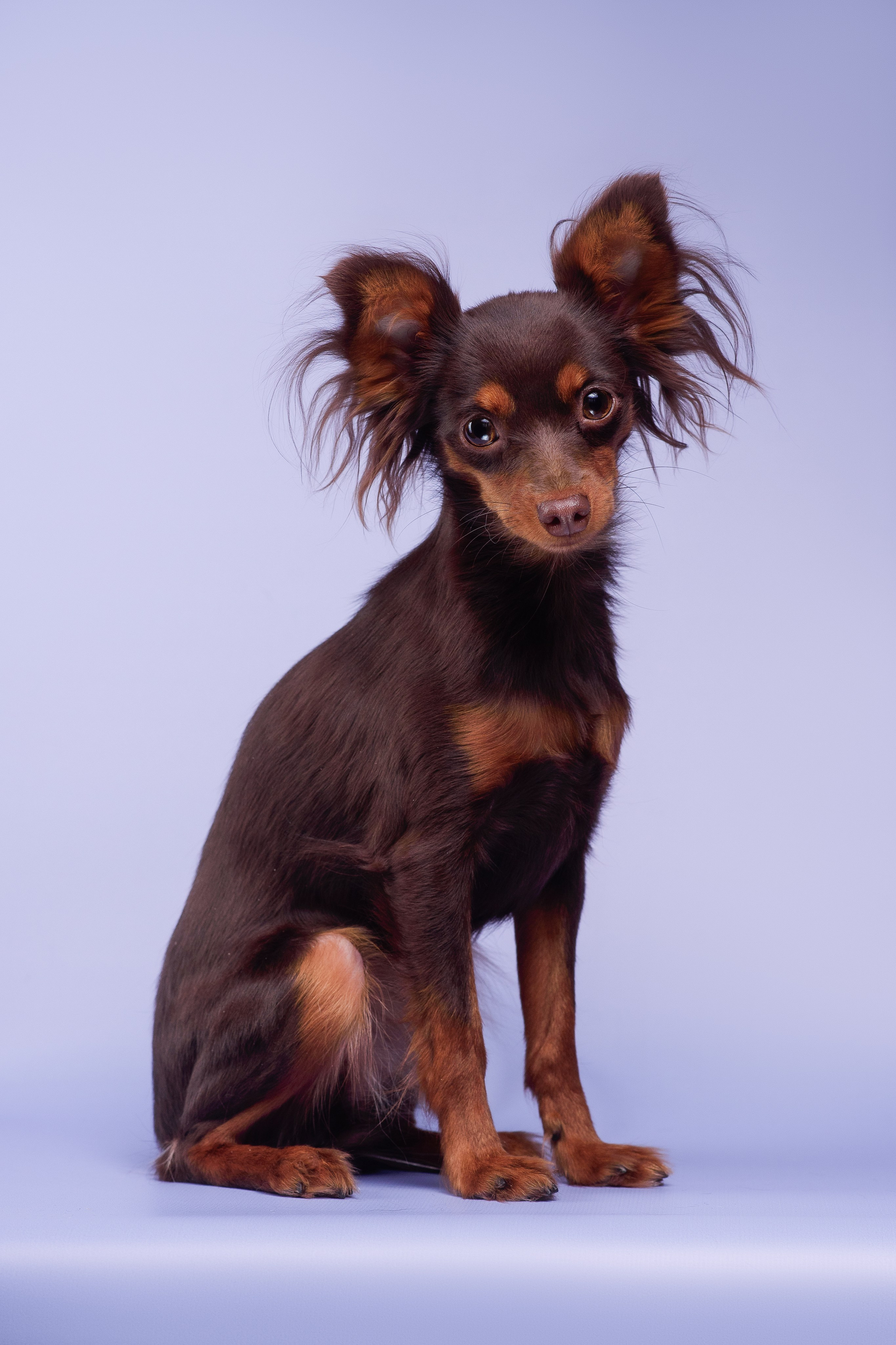 Пражские крысарики — 02.04.2025. Фотограф — Анималист | Анна Абрамова