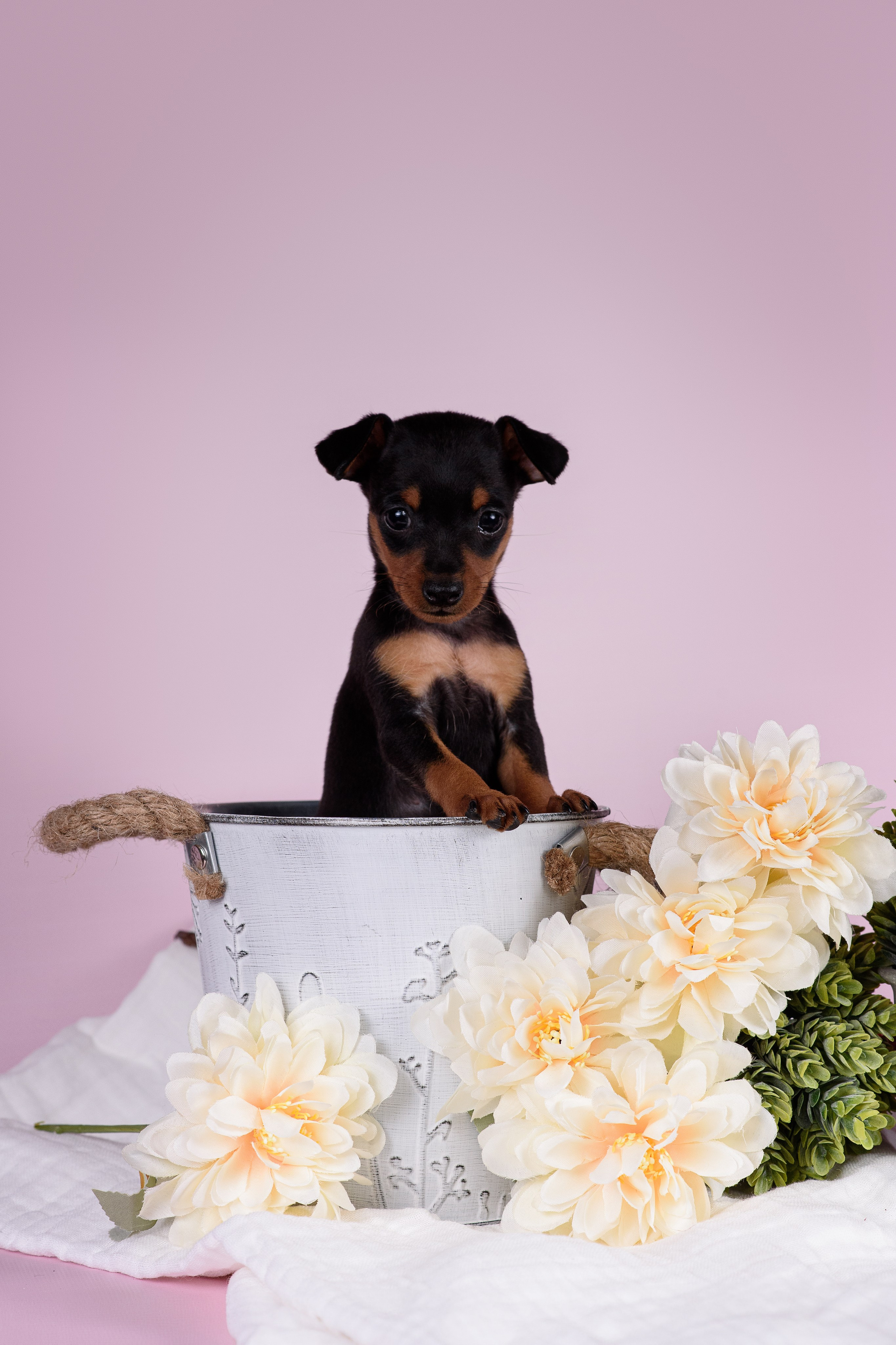 Щенки Пражских крысариков -13.04.2024. Фотограф — Анималист | Анна Абрамова