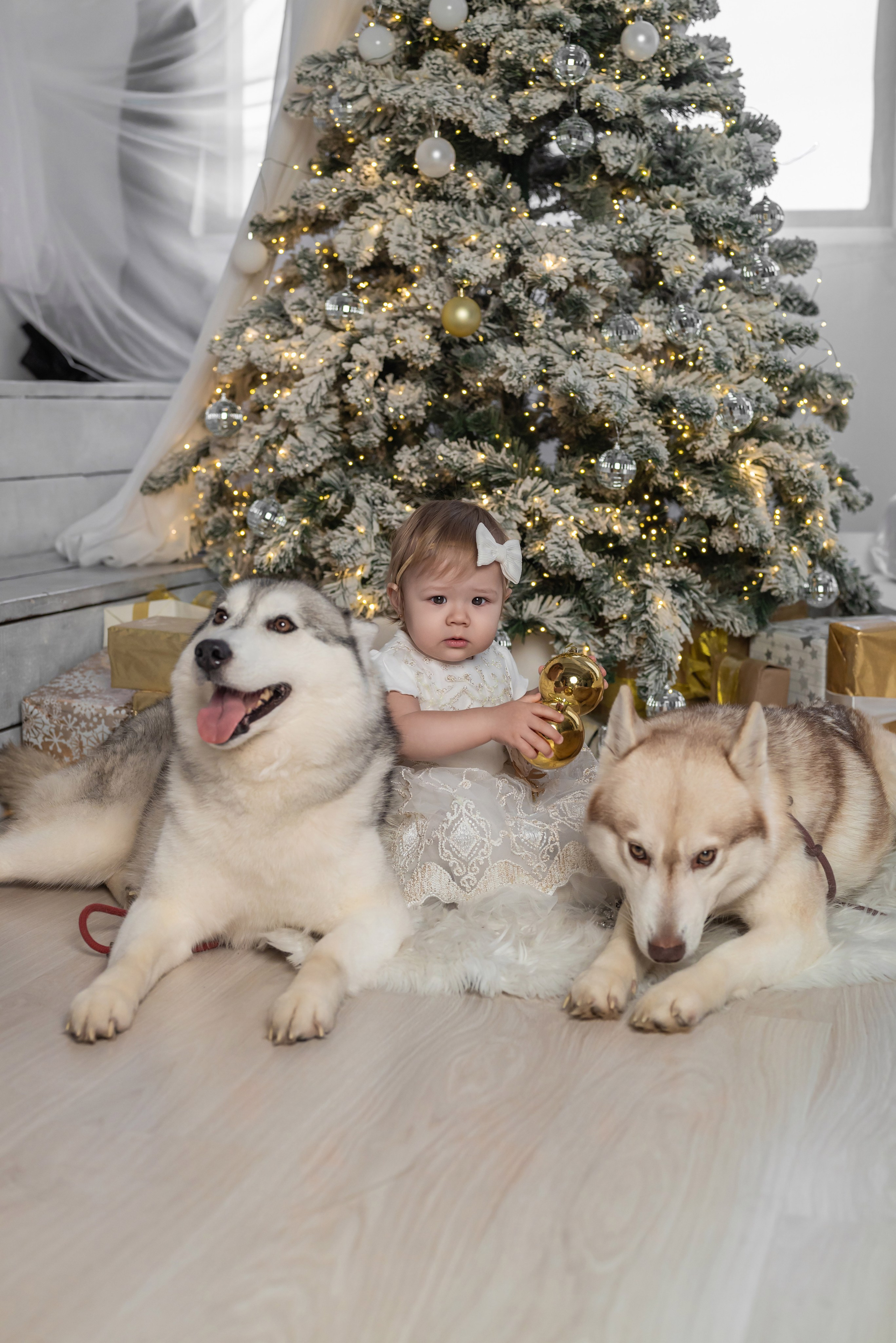 Фотопроект с хаски. Фотограф в городе Салават