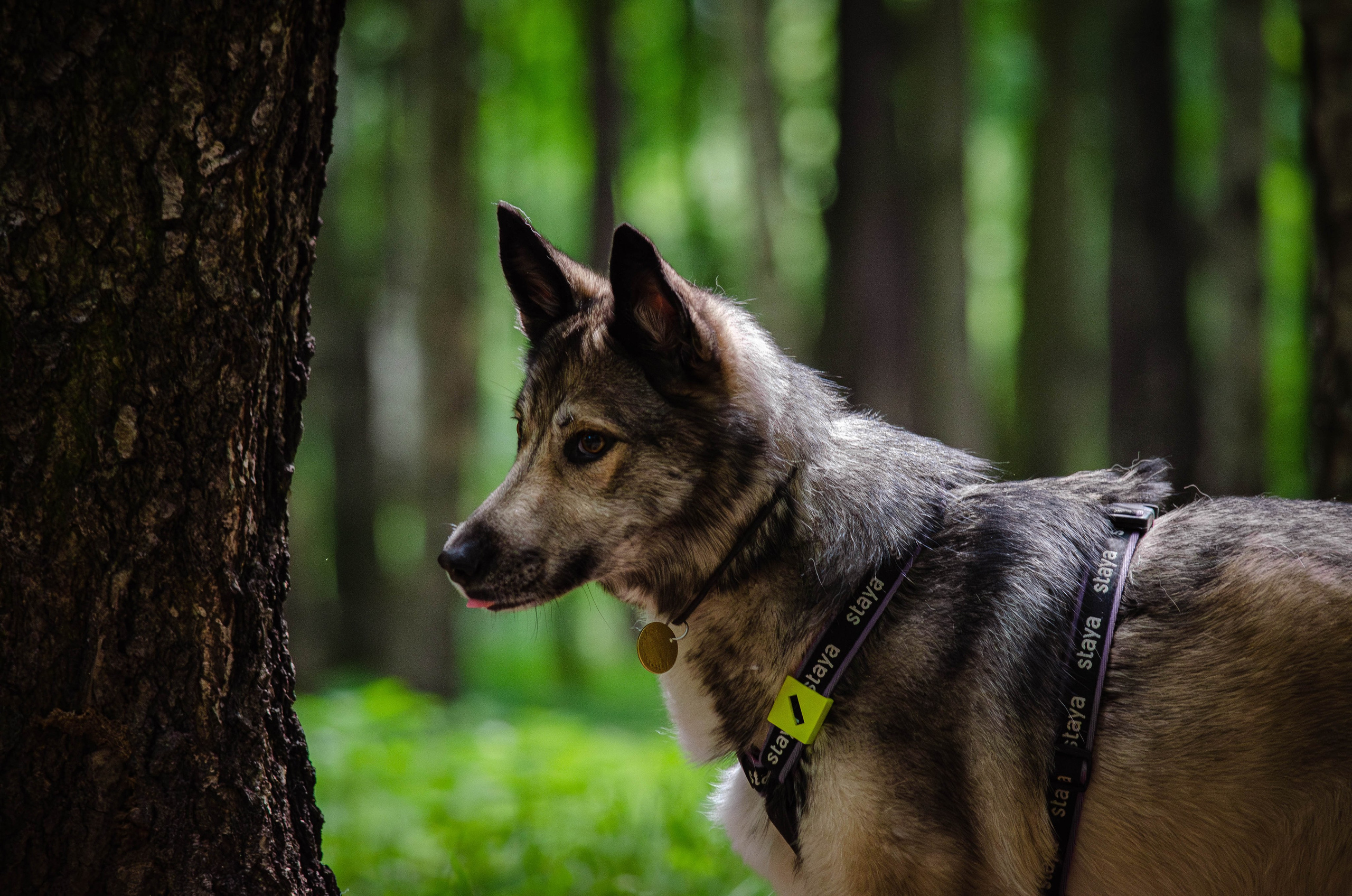 Мира и Чиж. Фотограф Светлана Блинова, Москва и Московская область