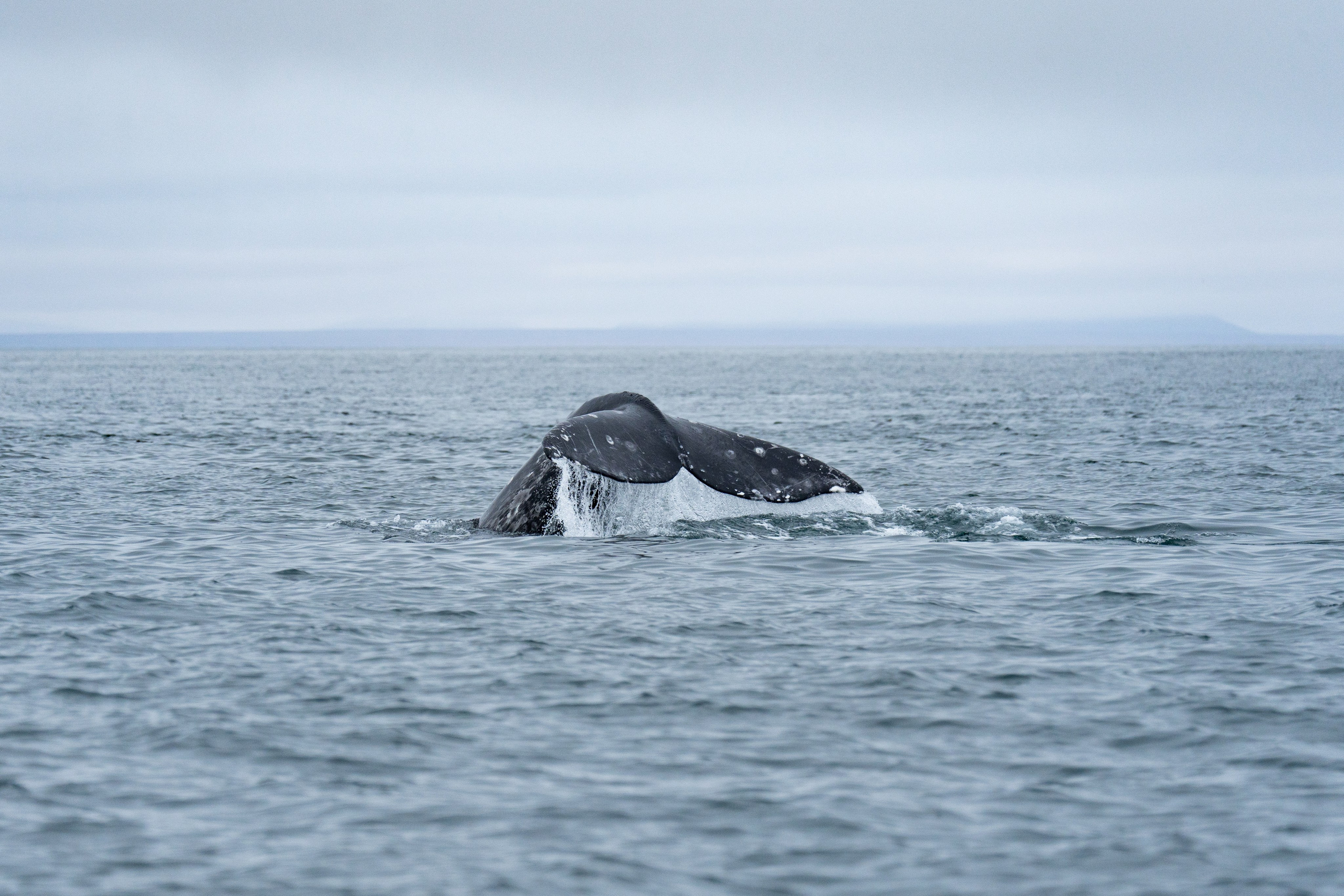 Чукотка. Gusarov Travel Photography