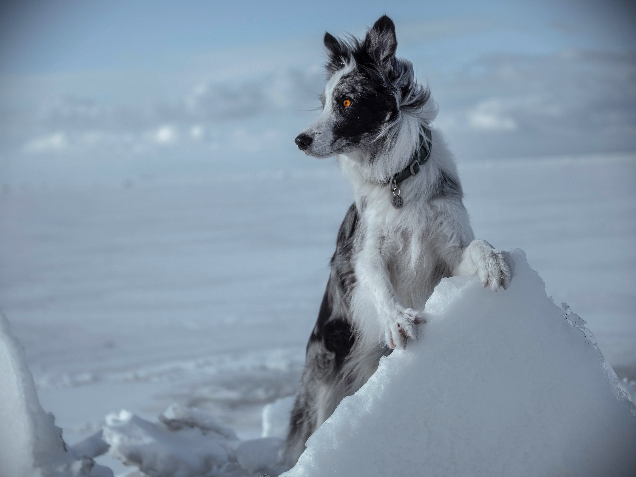 Зима на финском. Фотограф анималист Никита Натальный