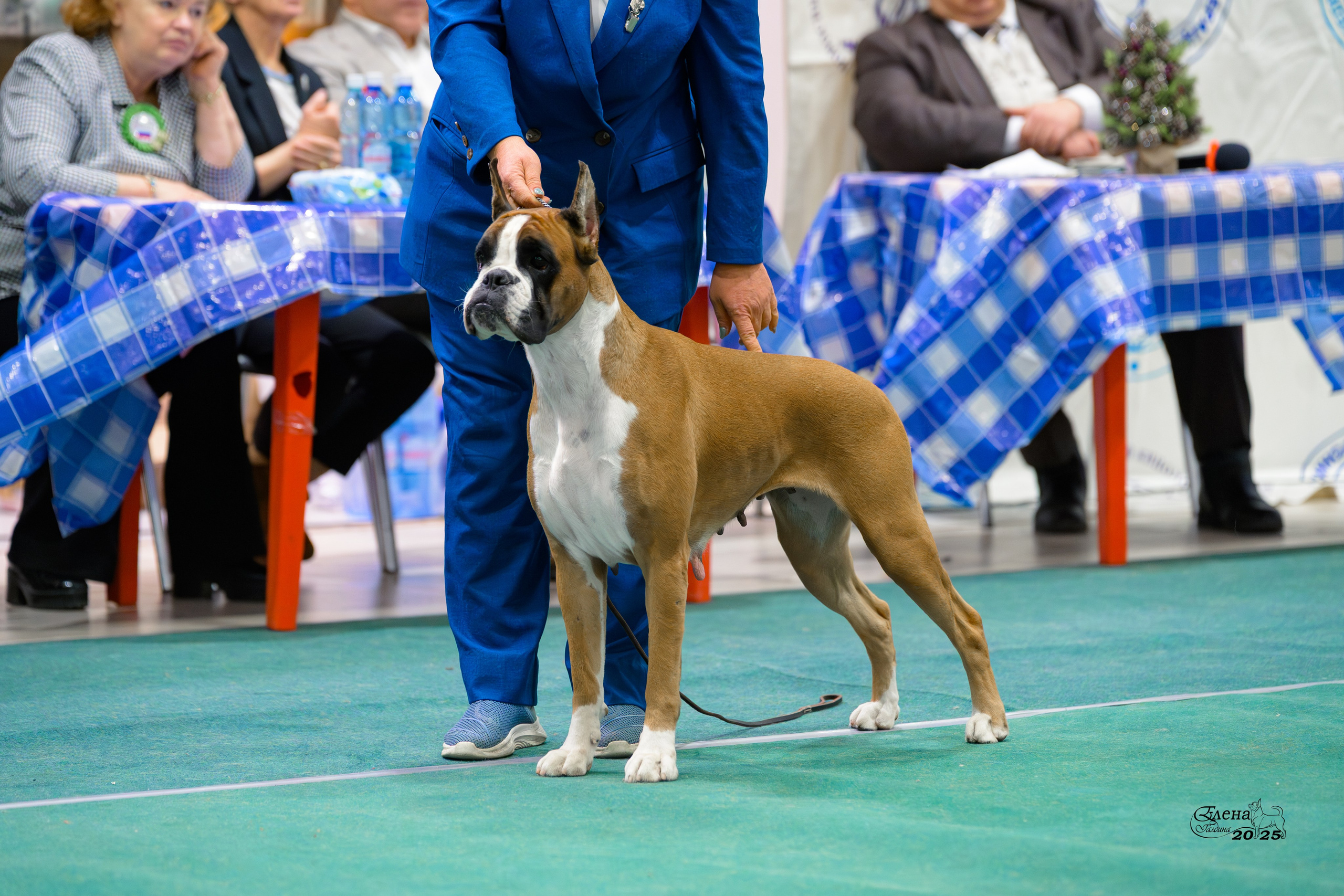 6-7.12.2025 г.Новосибирск. Фотограф анималист Елена Галдина г. Красноярск