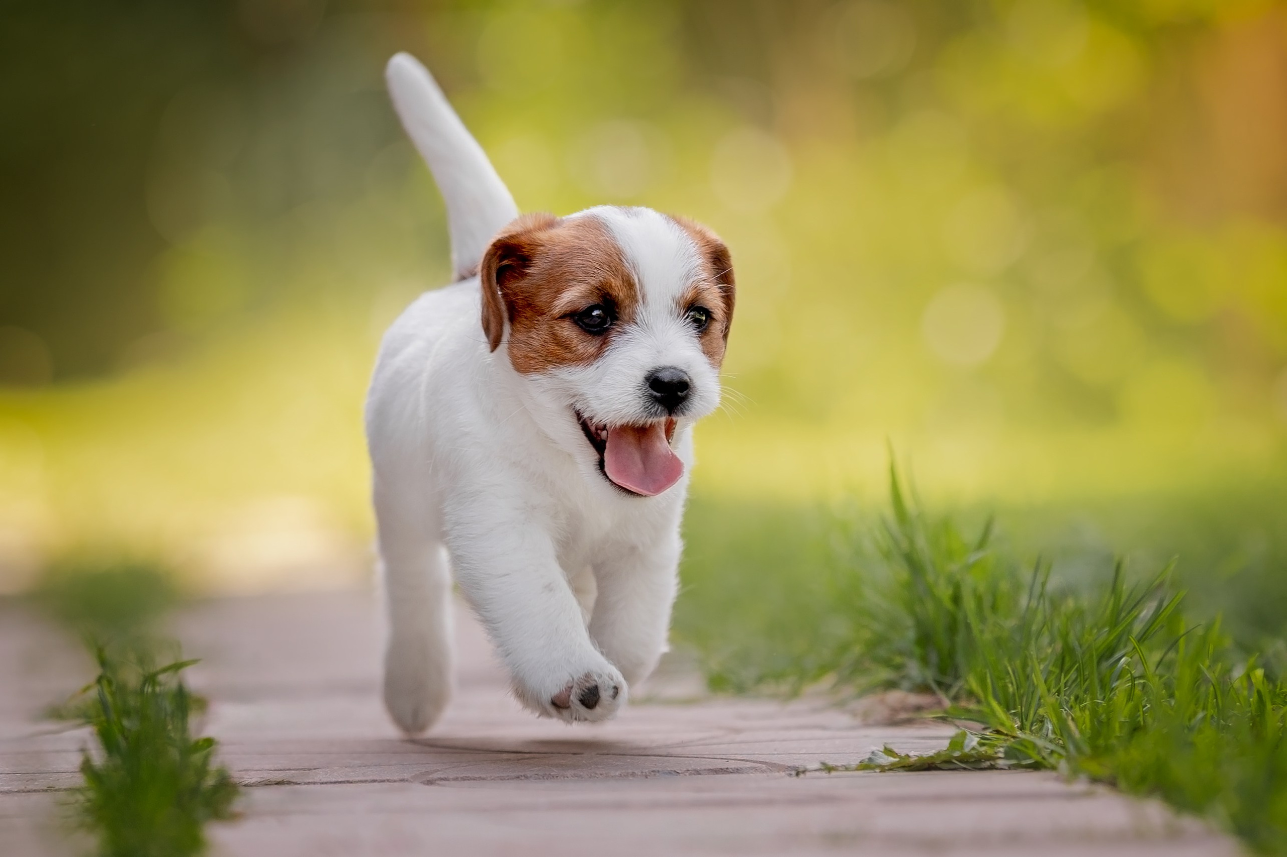 Анималистика. Репортажный фотограф Мария Мадзик