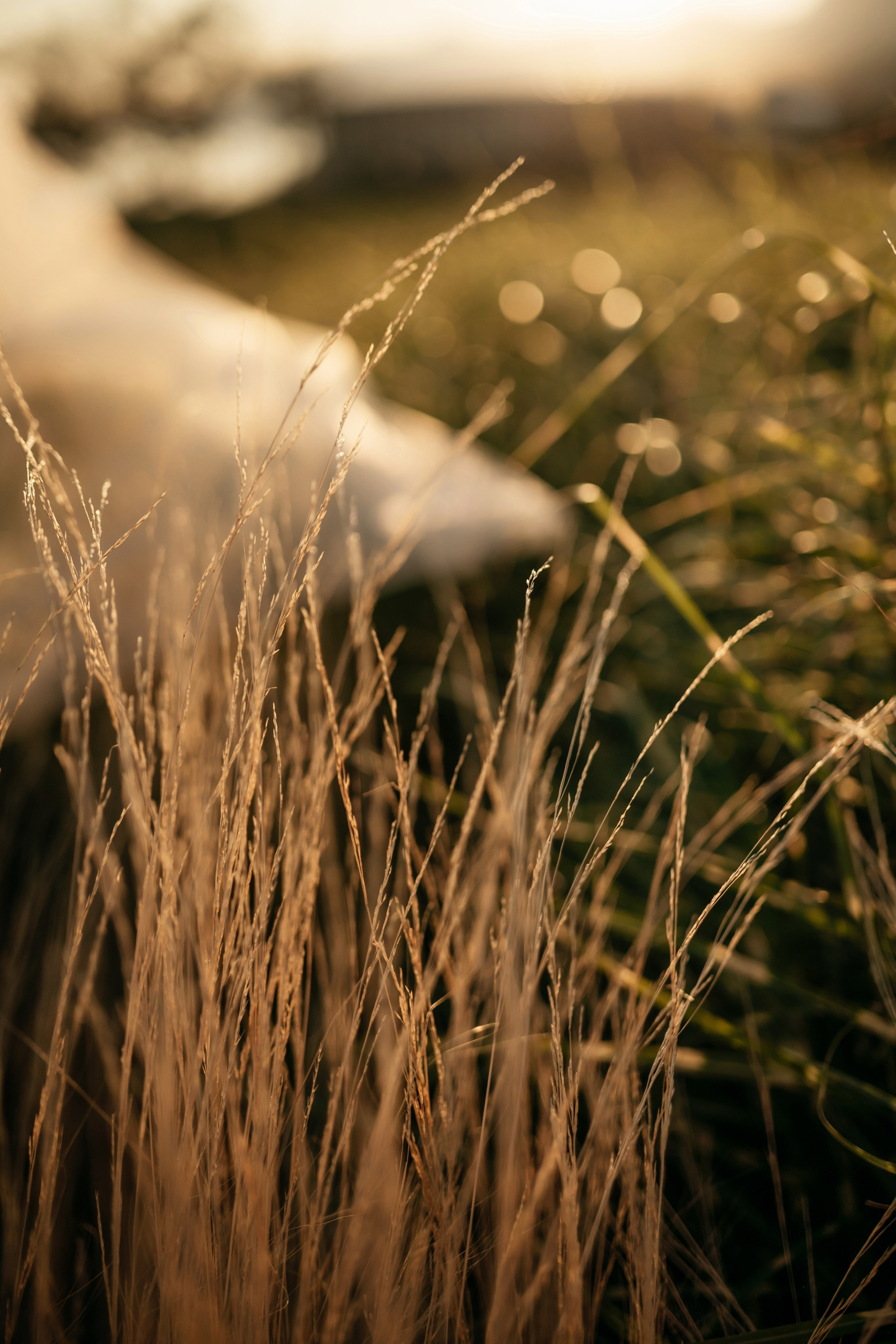 Свадьба в Винном парке в Крыму. Свадебный и семейный фотограф и видеограф, Крым, Москва, Санкт -Петербург