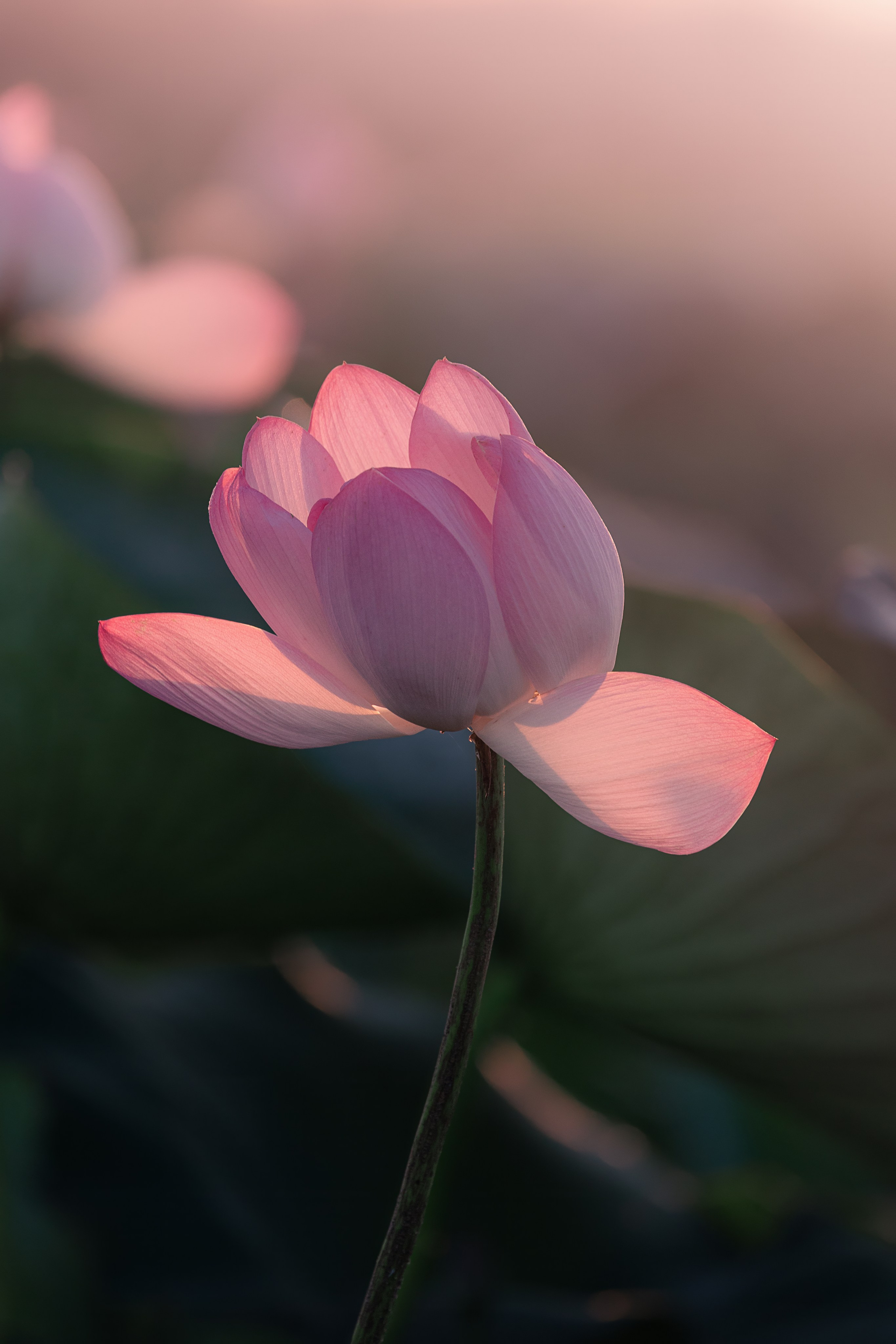 Астраханская область 2025 | Фотограф Дмитрий Купрацевич. Дмитрий Купрацевич профессиональный пейзажный и travel-фотограф