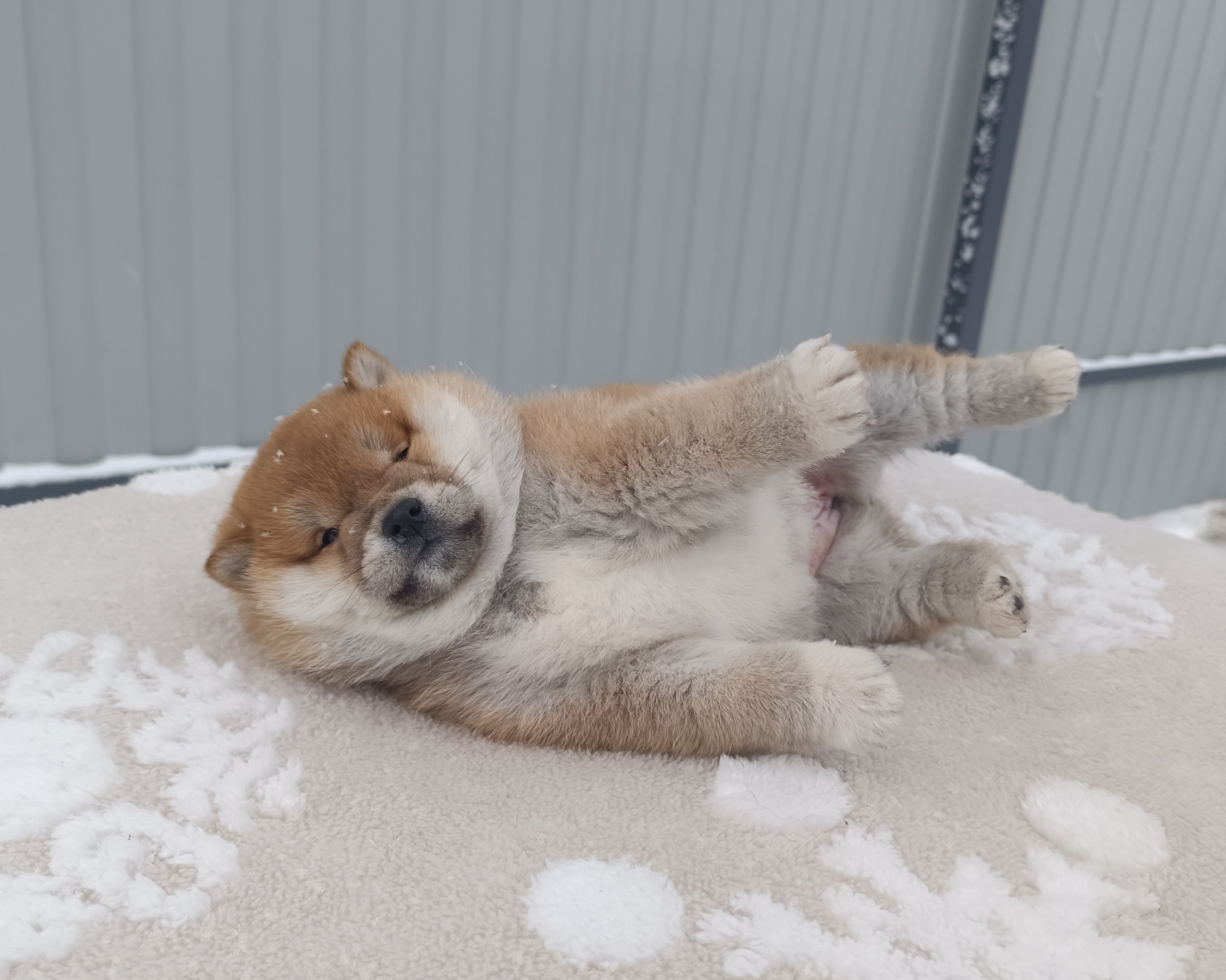 сиба питомник Рубилайт щенки на продажу rubylight  сиба щенки купить СПб Санкт-Петербург 