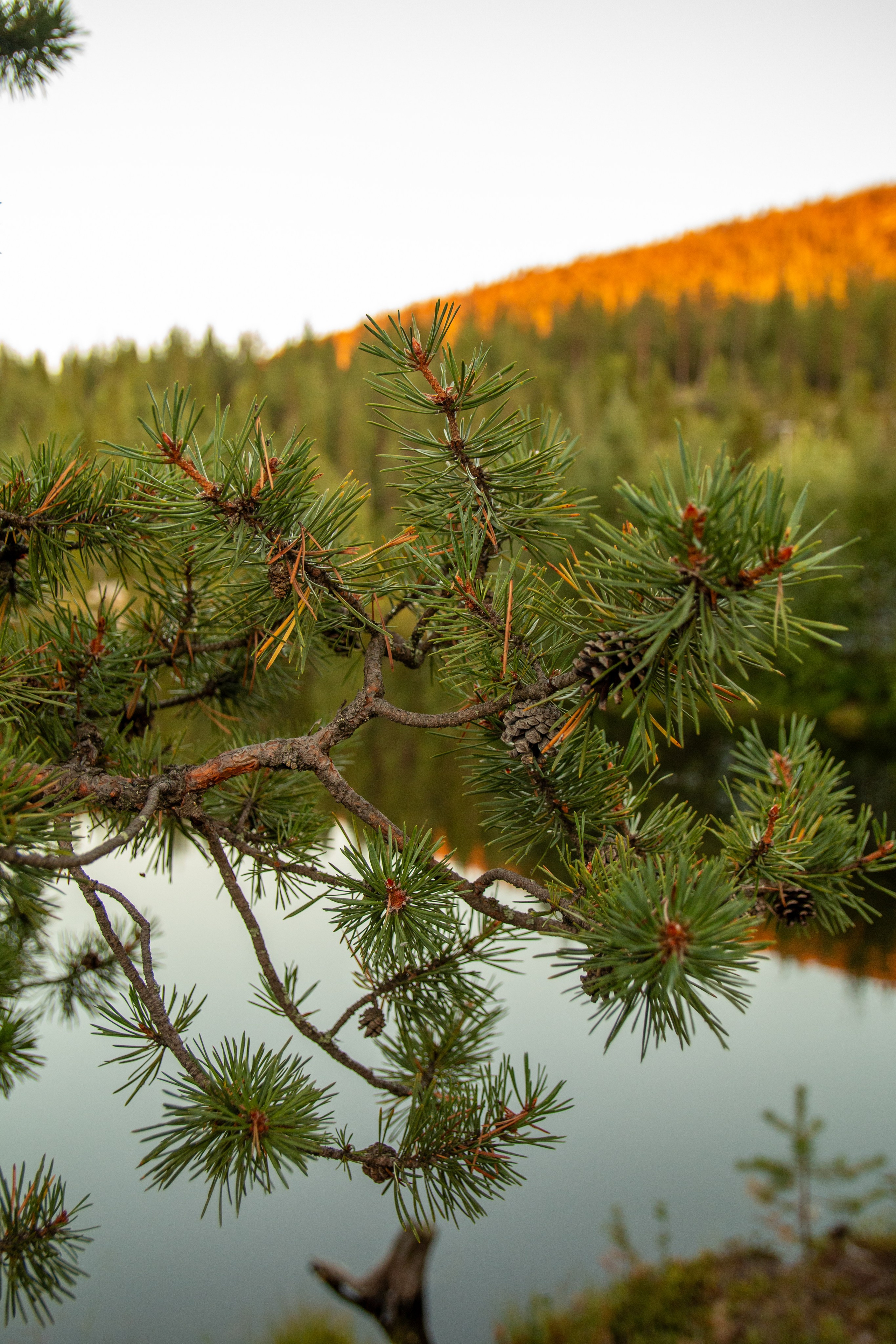 Пища для глаз. Ваш фотограф Северск | Томск