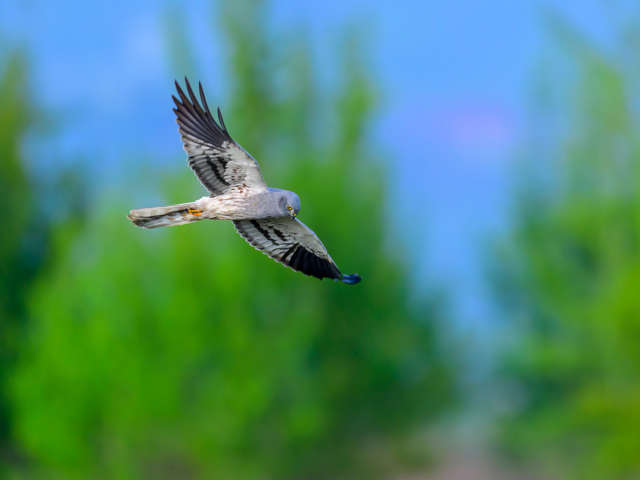 Луговой лунь. Фотограф Сергей Пупонин