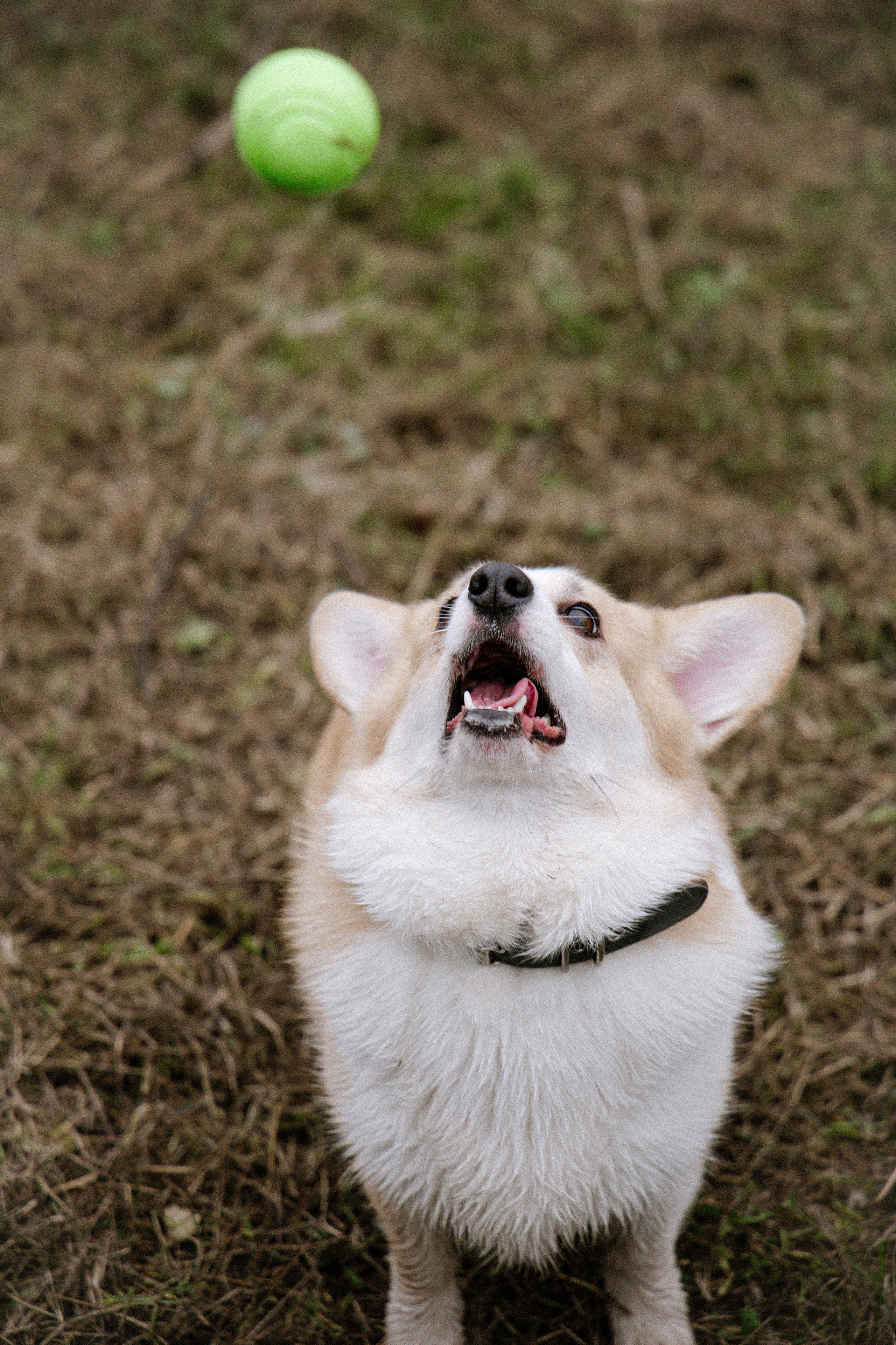 Питомцы. Семейный фотограф | Керчь | Ивановская Виктория