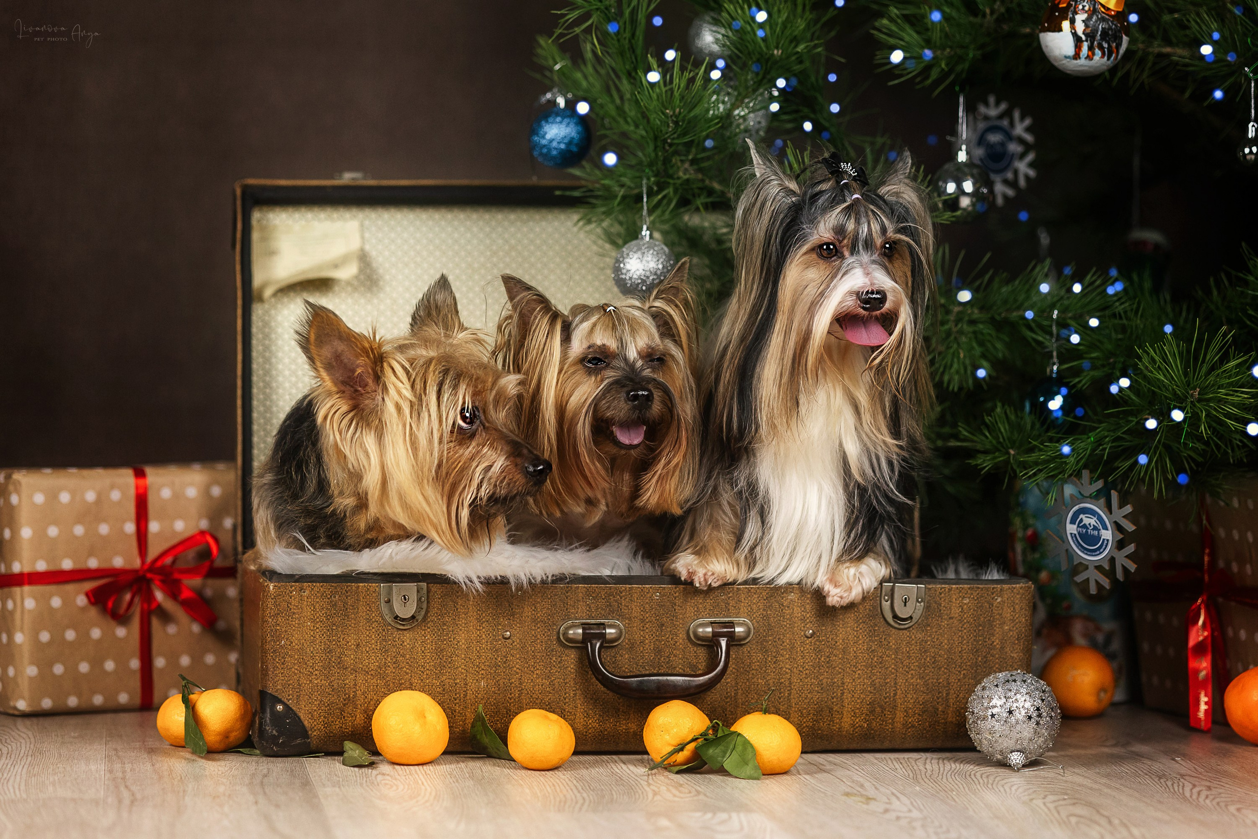 Фотодень_1 2025. Фотограф анималист Аня Ливанова | Рыбинск