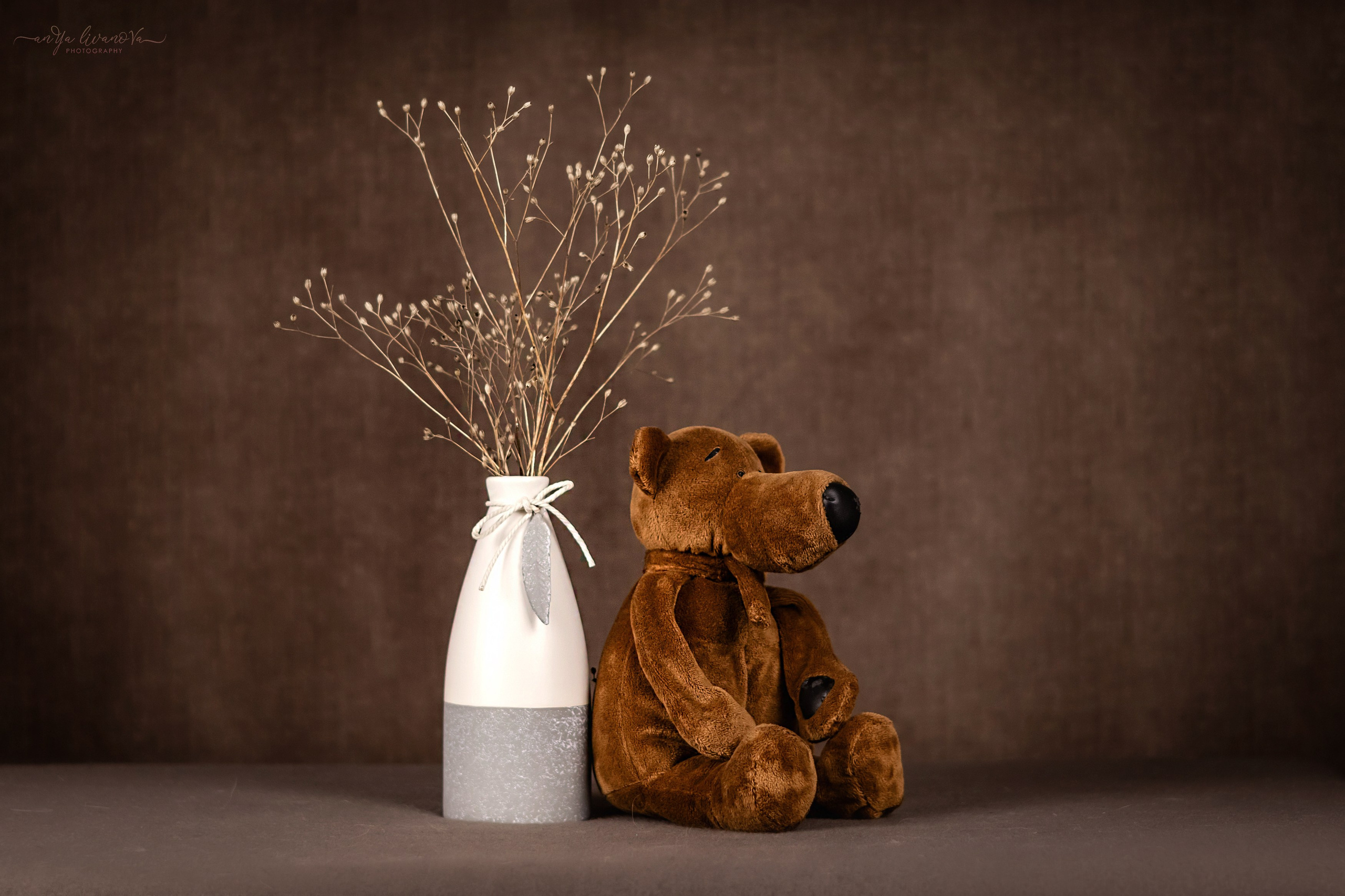 Коричневый фон. Фотограф анималист Аня Ливанова | Рыбинск
