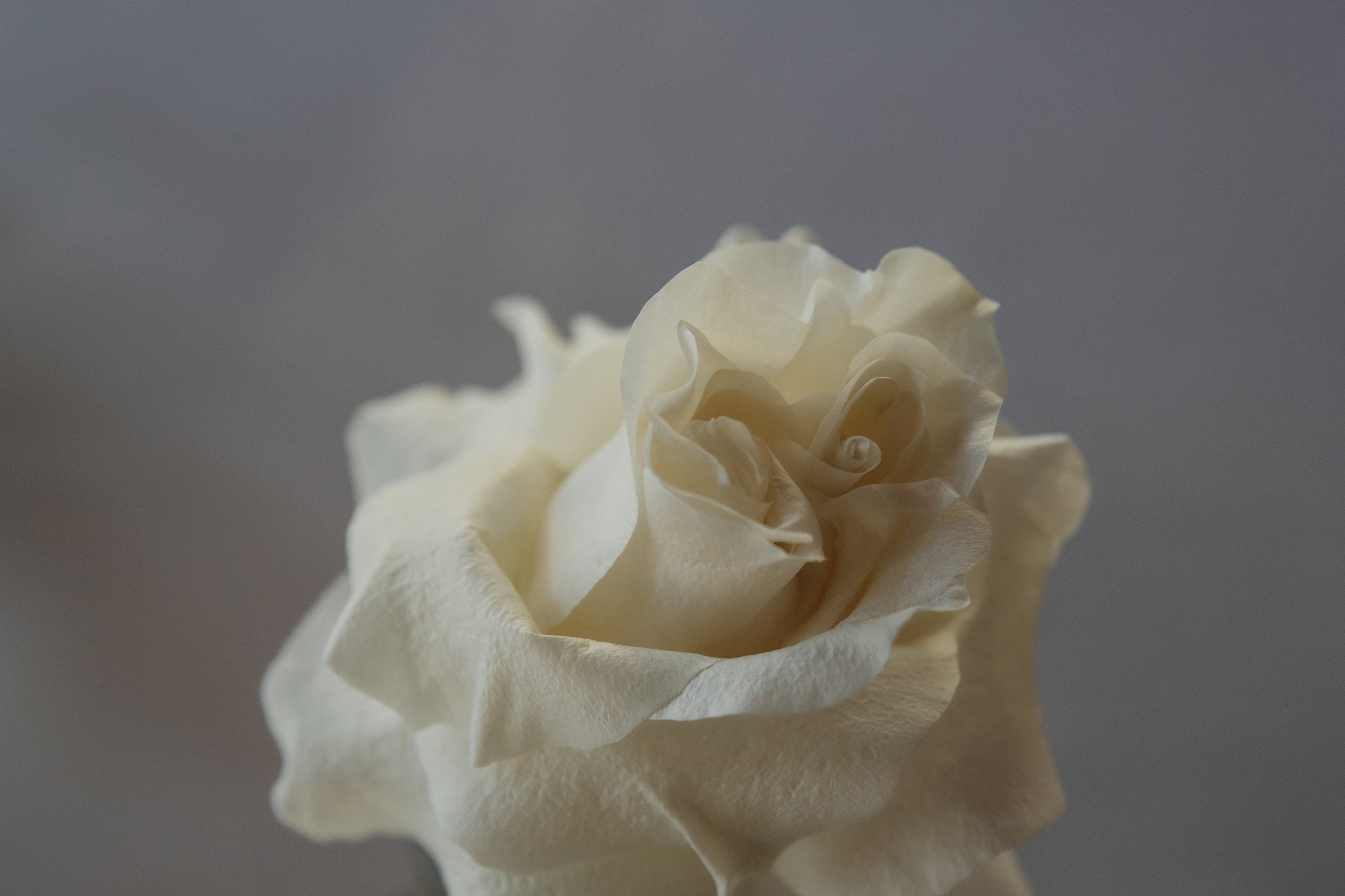 Кирилл и Влада. Свадебный и семейный фотограф Темрюк Алёна Ковальская