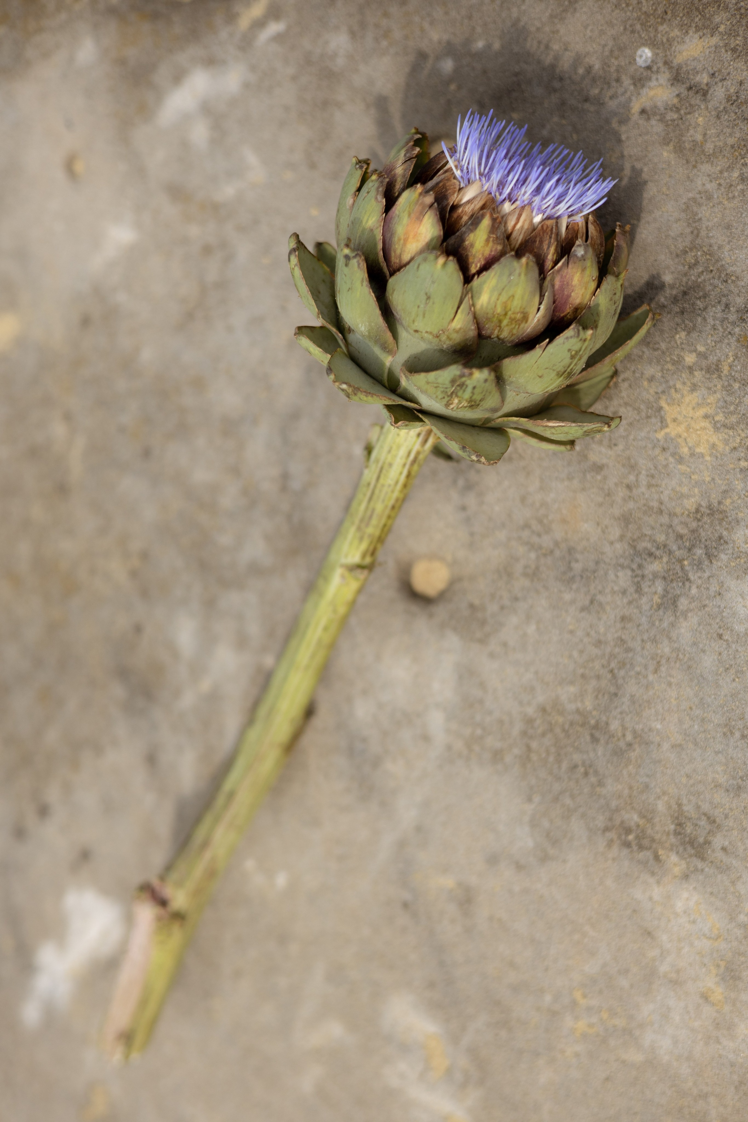 Пляж. Оформление свадеб, декор свадеб Вера Маркова, Москва