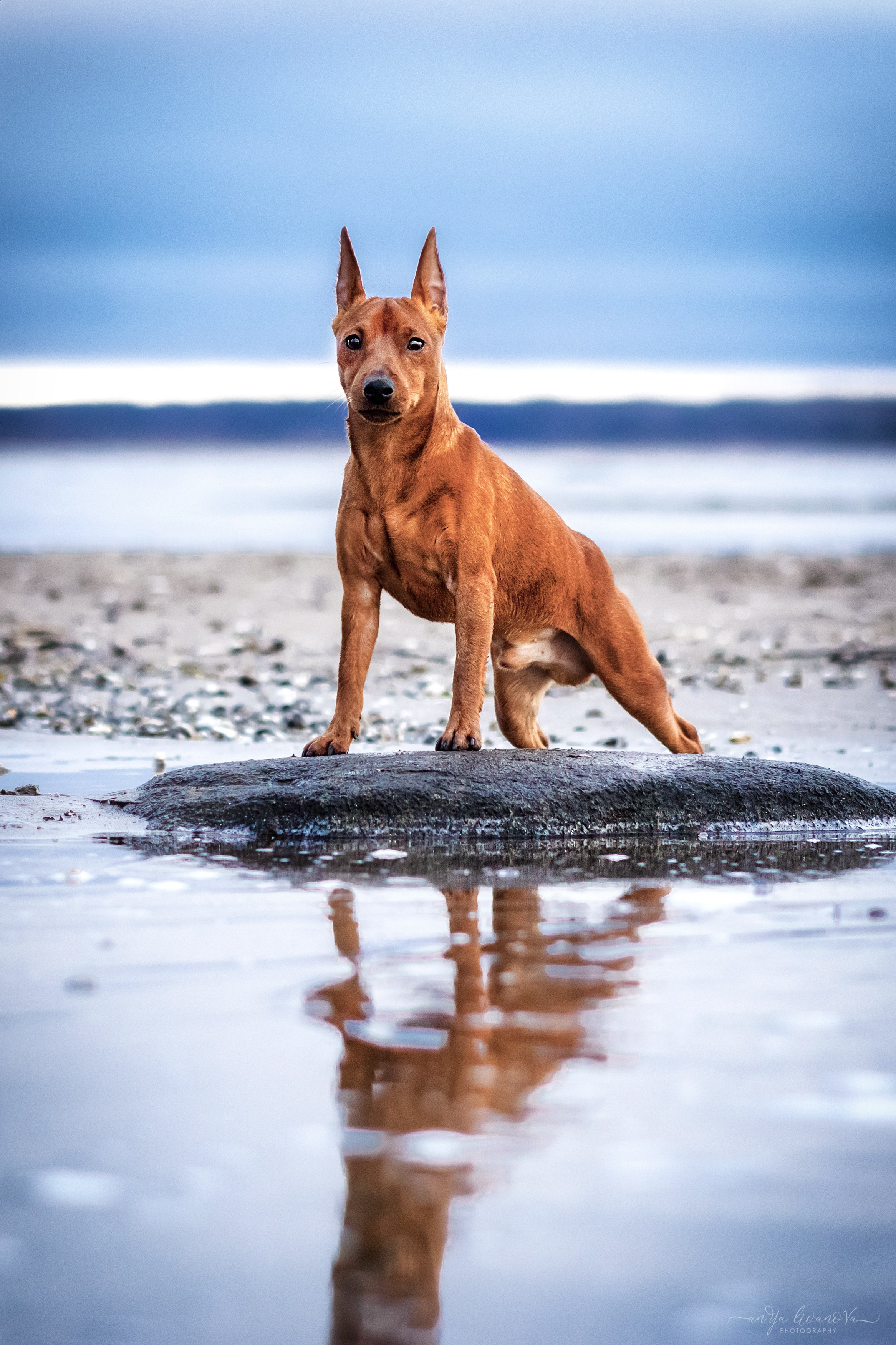 Пашка. Фотограф анималист Аня Ливанова | Рыбинск