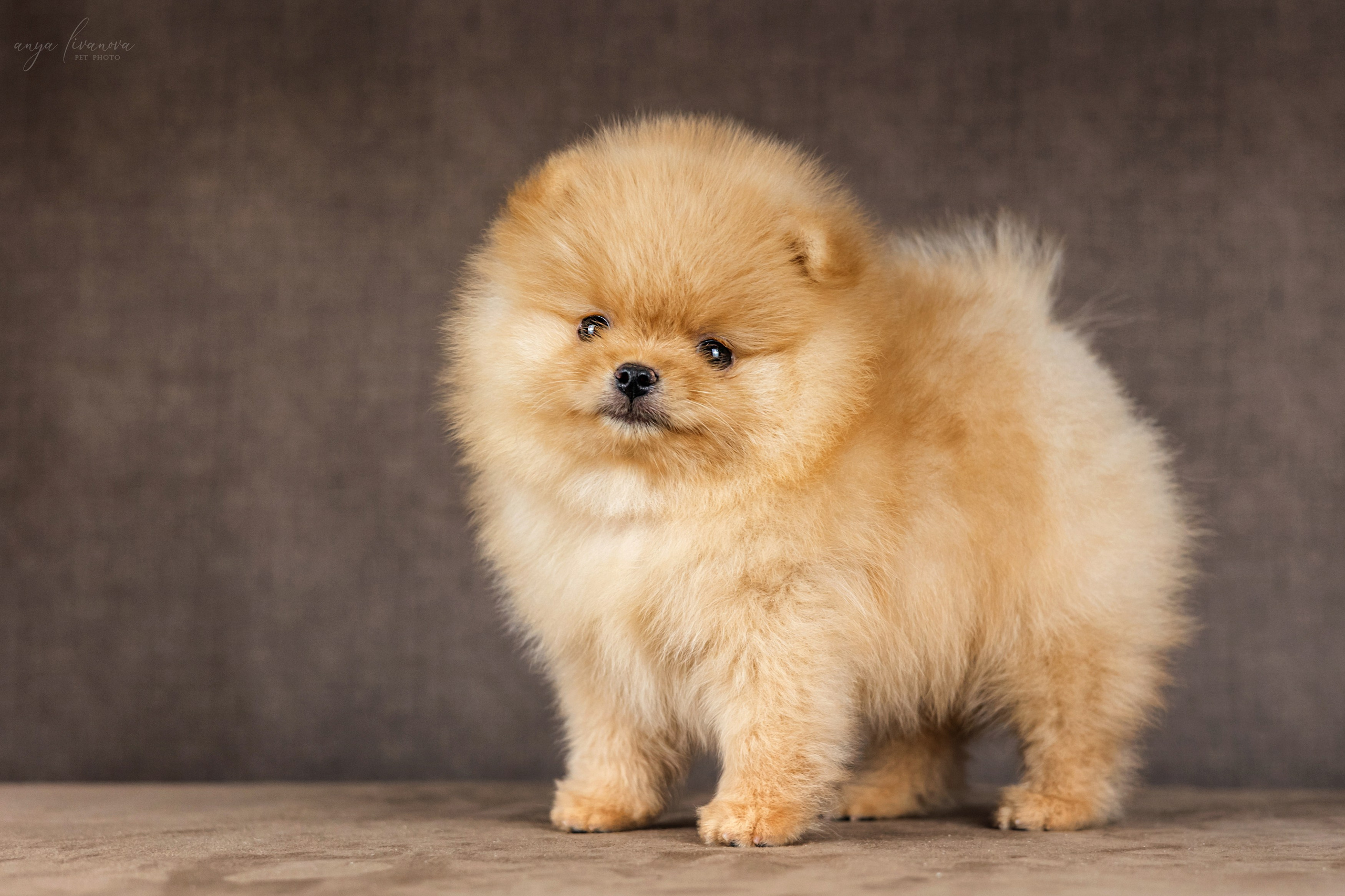 Шпицули. Фотограф анималист Аня Ливанова | Рыбинск