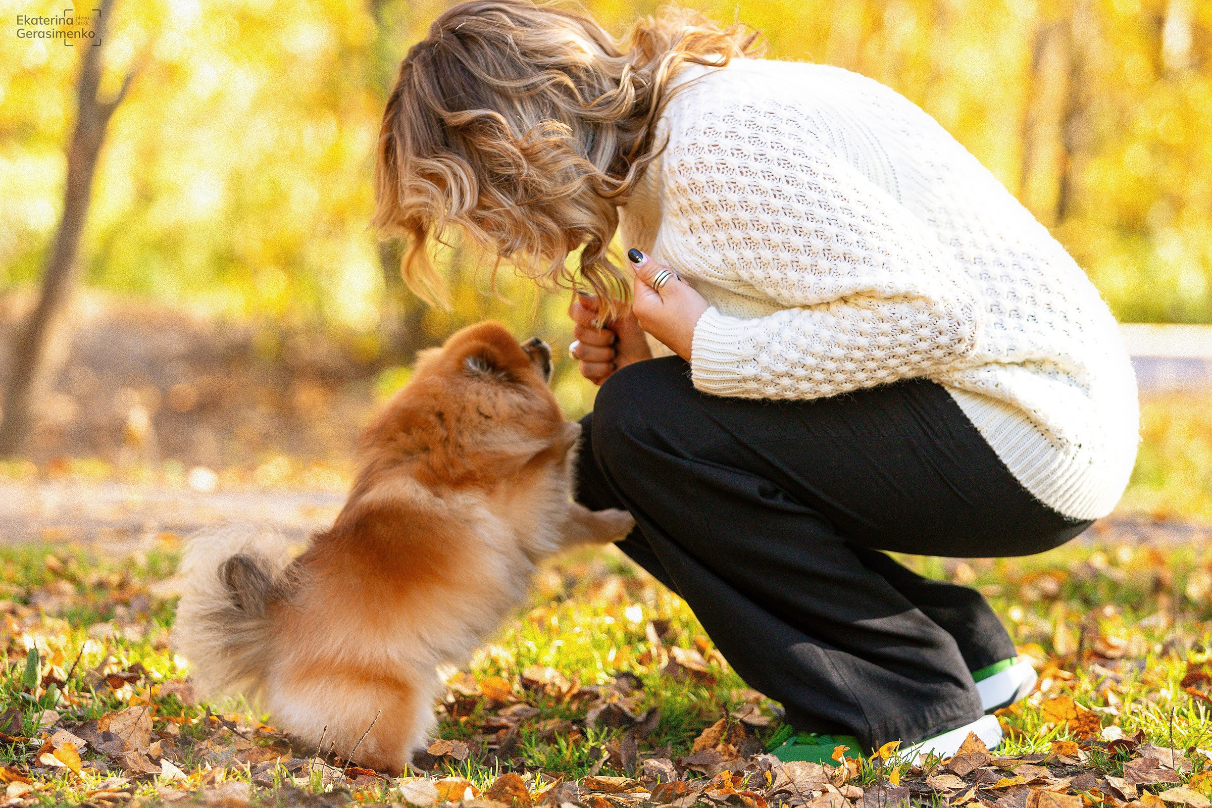 Шпиц. Htykk_photo