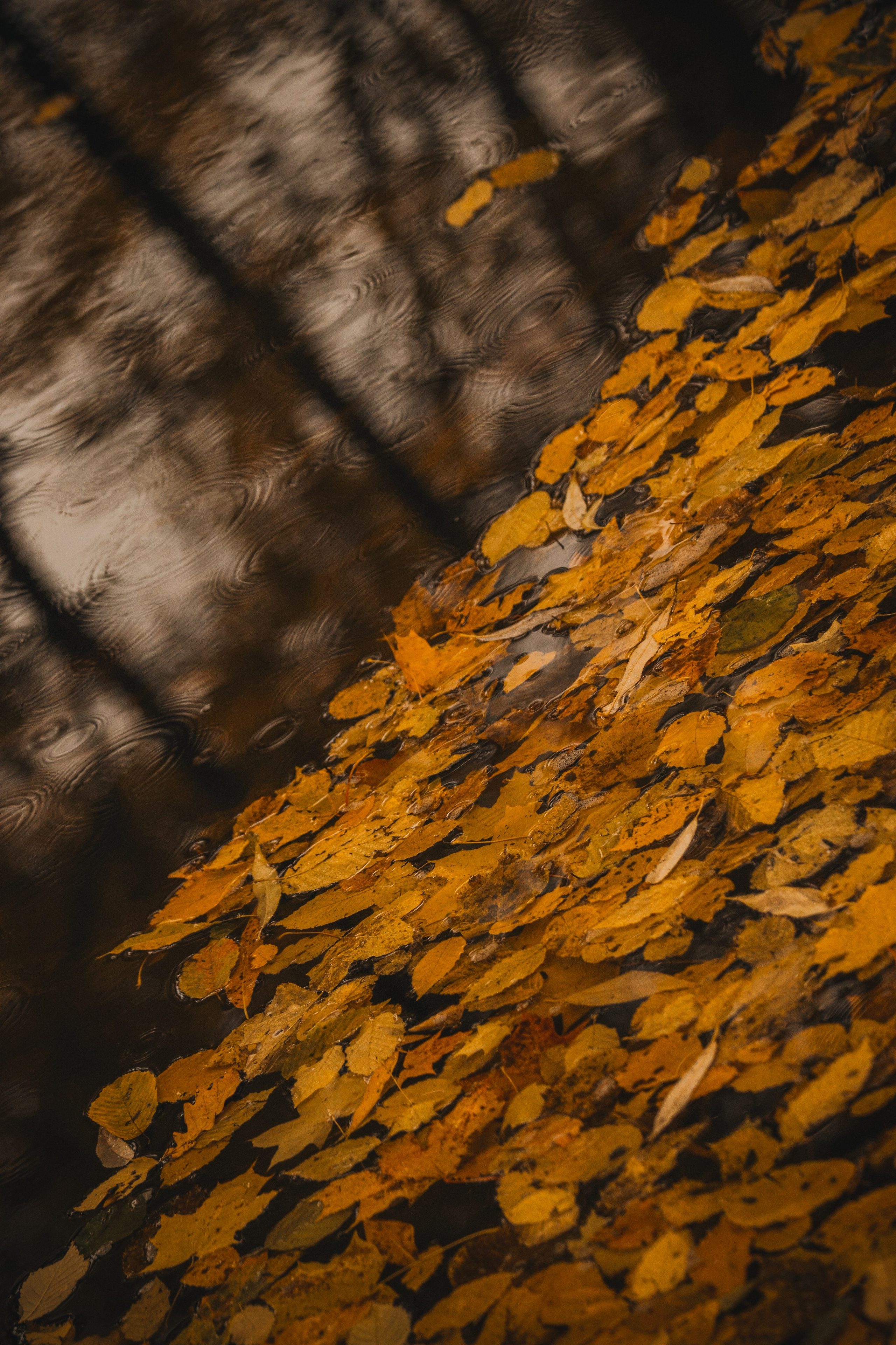 Ж Е Л Т Ы Й. — Digital Noise —