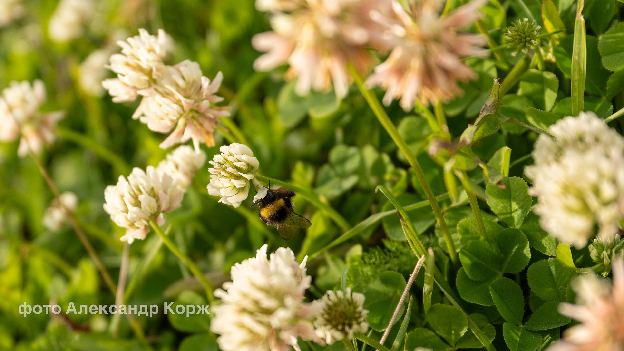 Фотографии Северного поселка Айхал. Фотографии и видеосъемка, Айхал, Удачный, Якутия. Фотографии Айхал