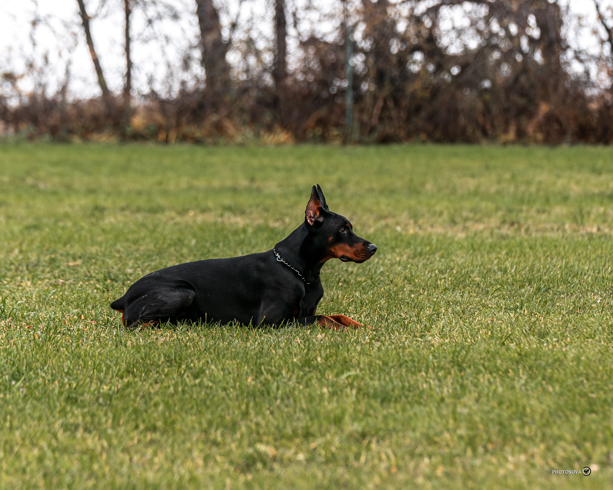 МЫ — КОМАНДА (соревнования) OKD, BH, IBGH, IGP. Фотограф-анималист, семейный фотограф в Москве и Подмосковье. Фотосъёмка кинологических дисциплин