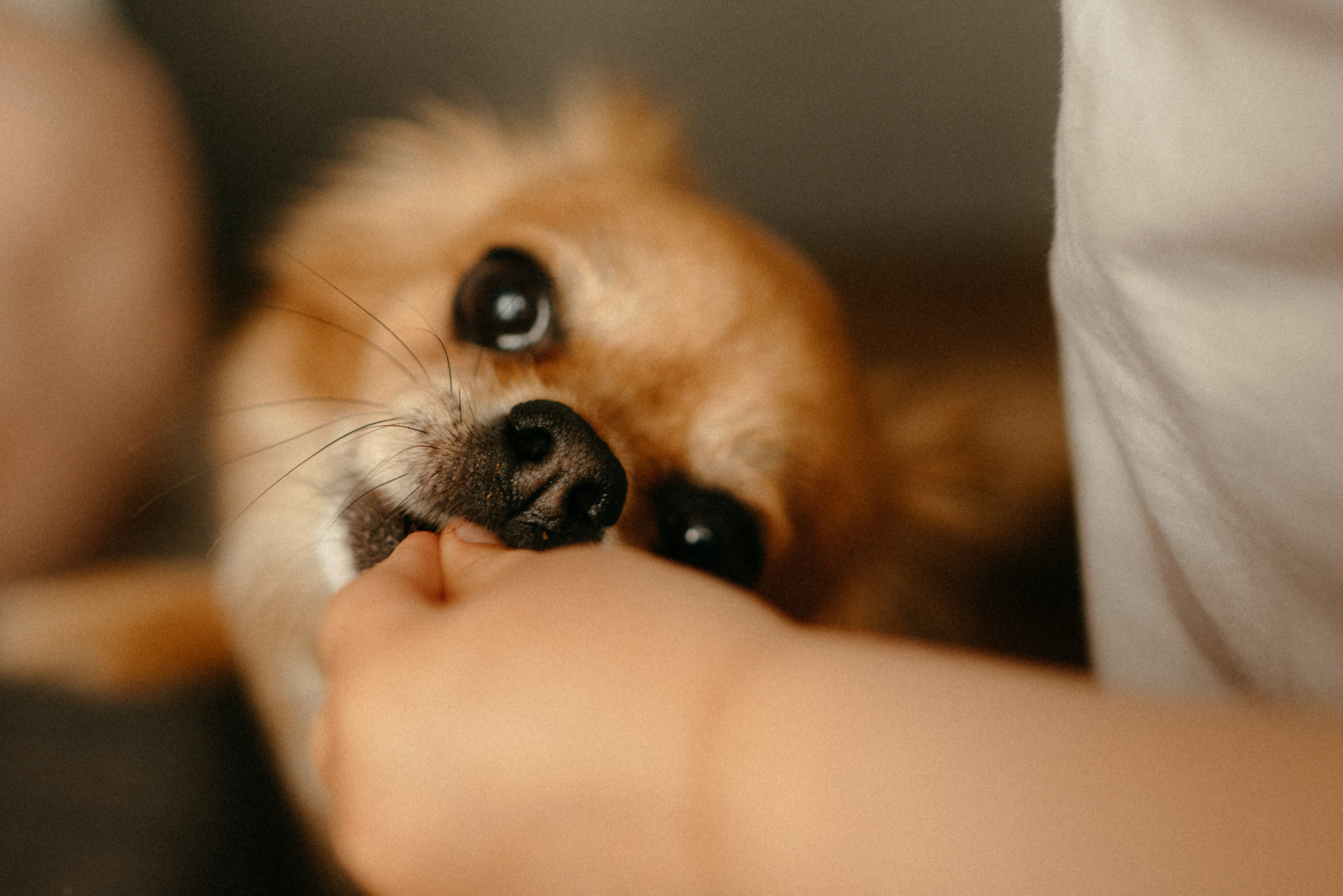 Даша, Артем и Федя. Фотограф Анна Кобазева, Москва