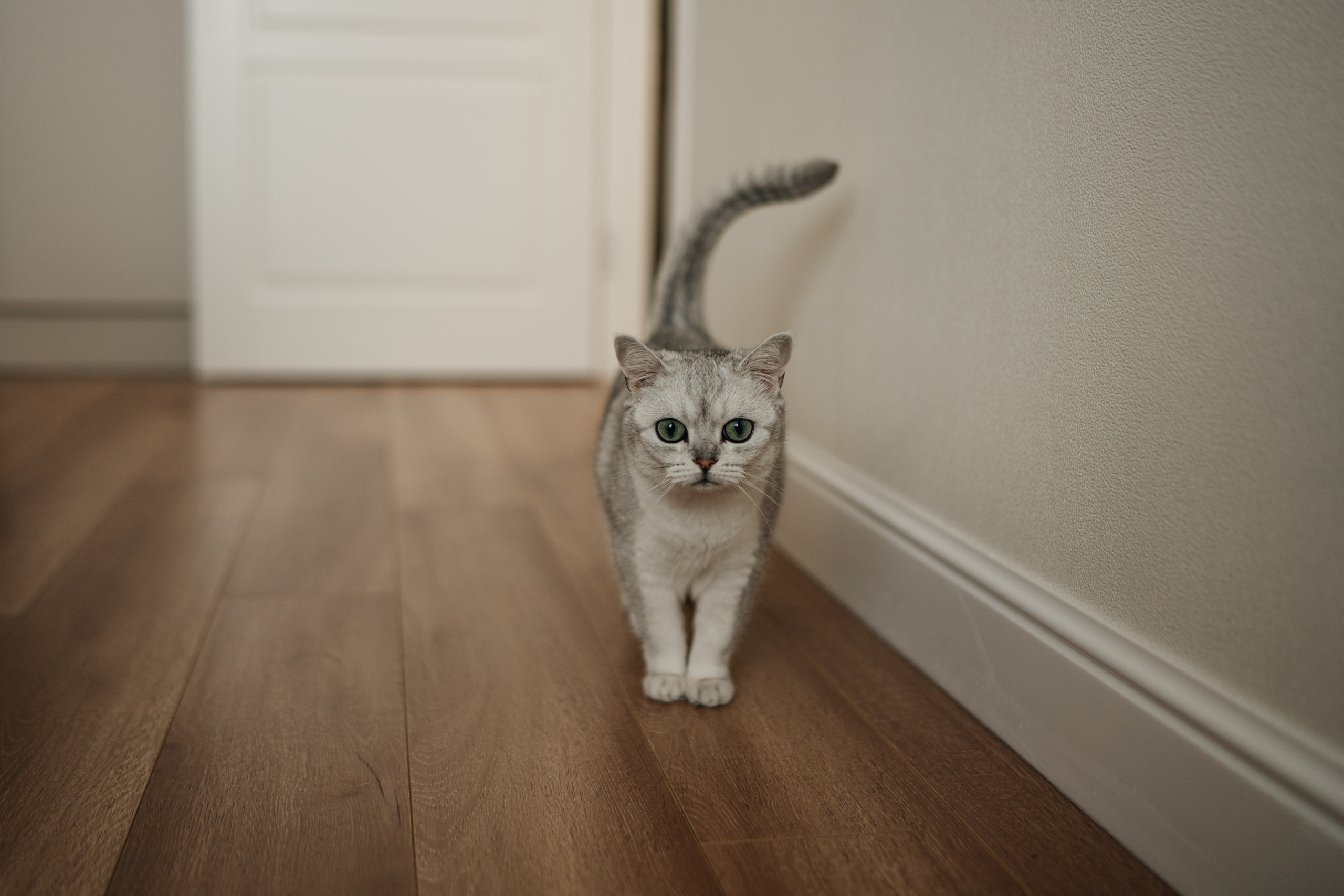 Софушка. Фотограф Анна Кобазева, Москва