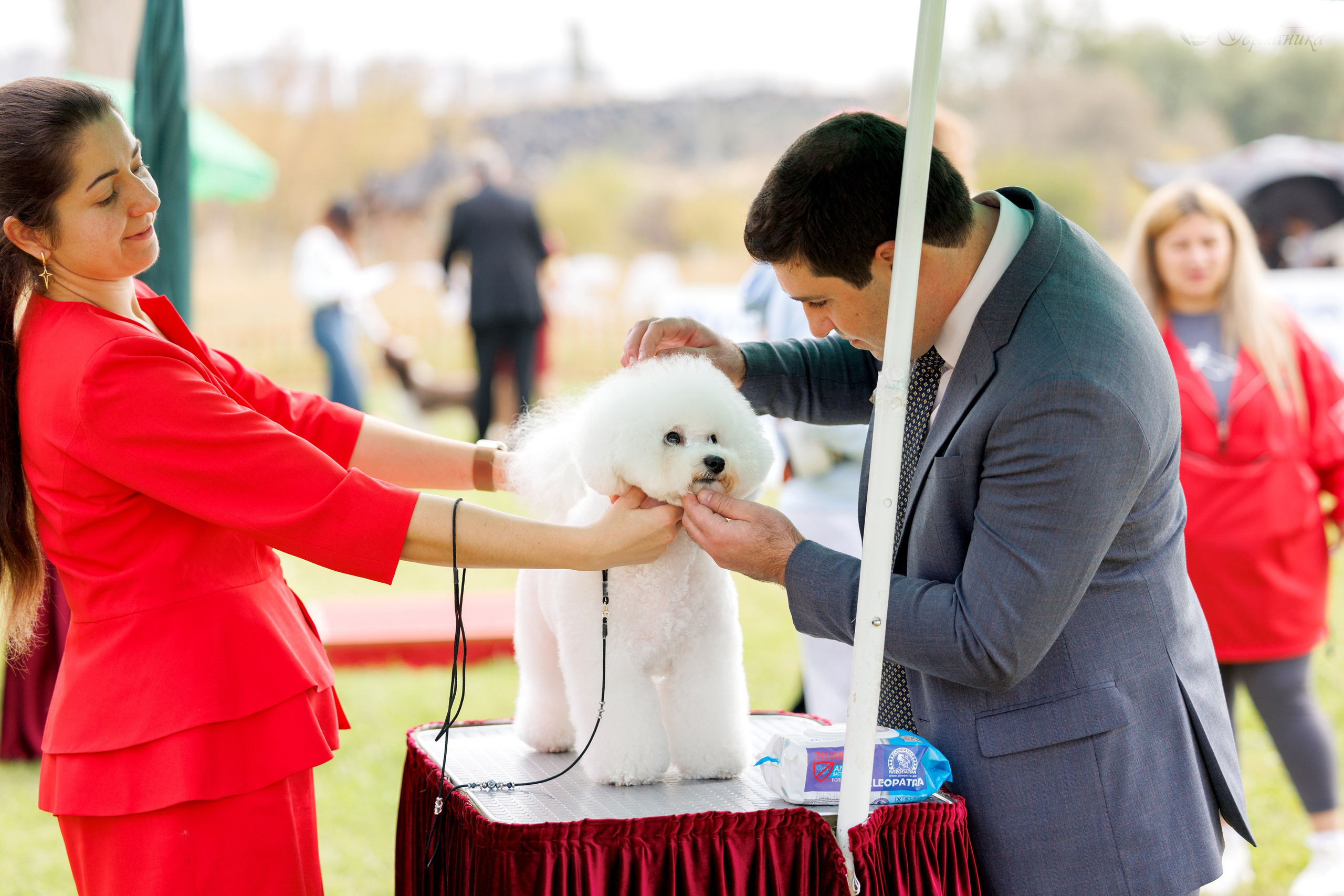 Армения,Ереван 3хCACIB 15-17.10.2024. Фотограф-анималист Юлия Германика