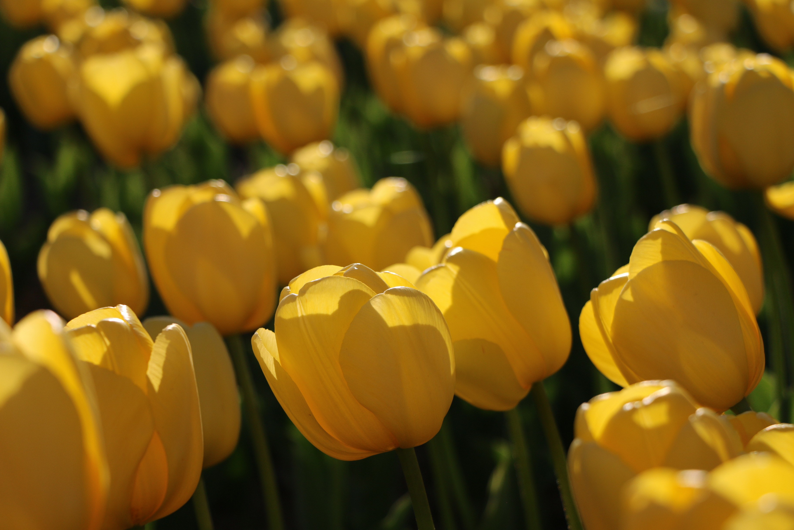 Природа. Семейный и детский фотограф в Ялте Ольга Солерина