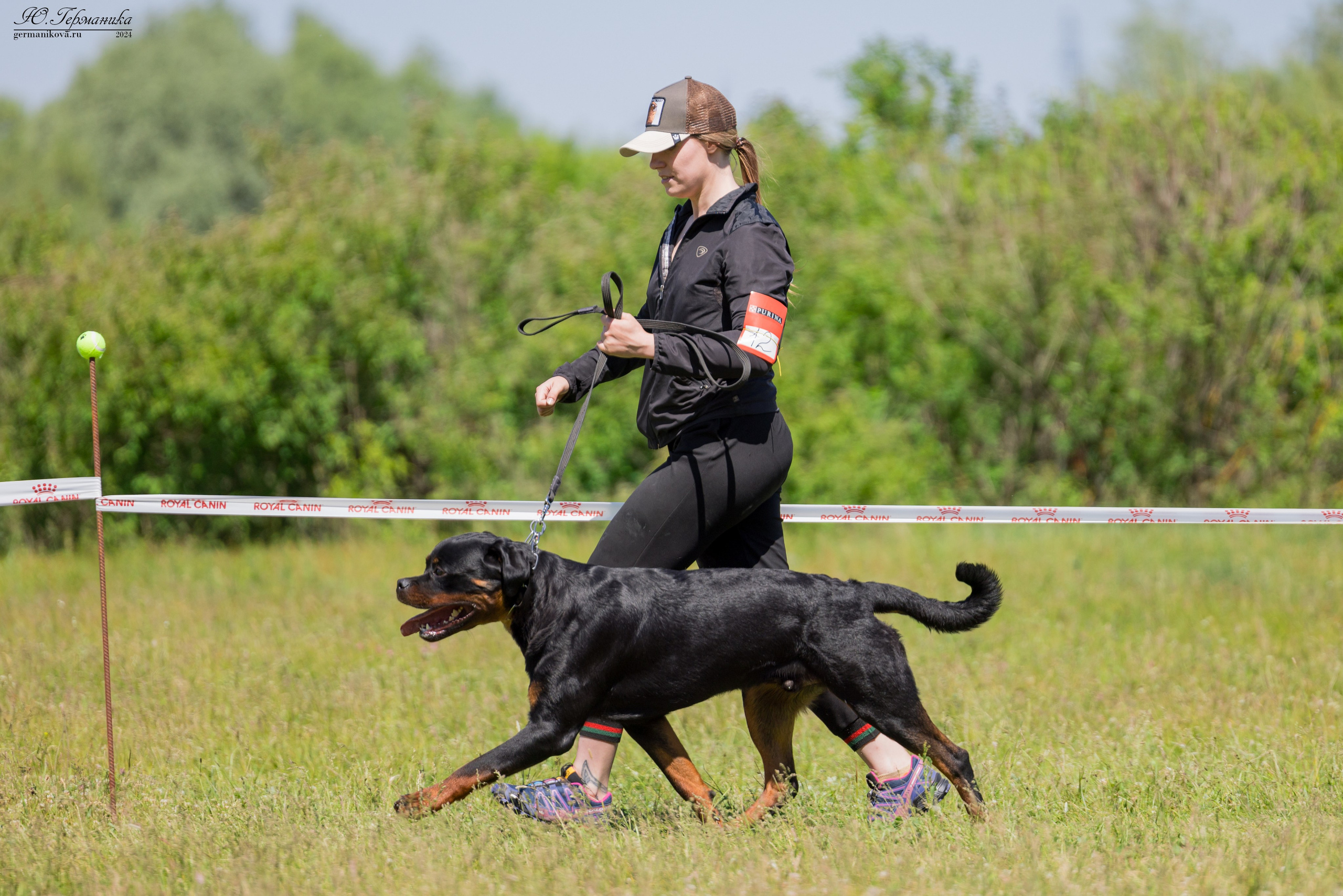 Воронеж моно ротвейлеров 25-26.05.2024. Фотограф-анималист Юлия Германика