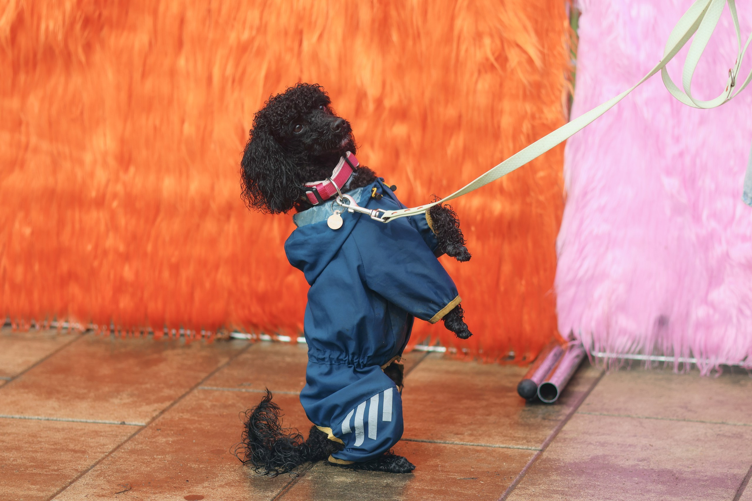 Четыре Лапы. Свадебный и репортажный фотограф Дмитрий Кононенко