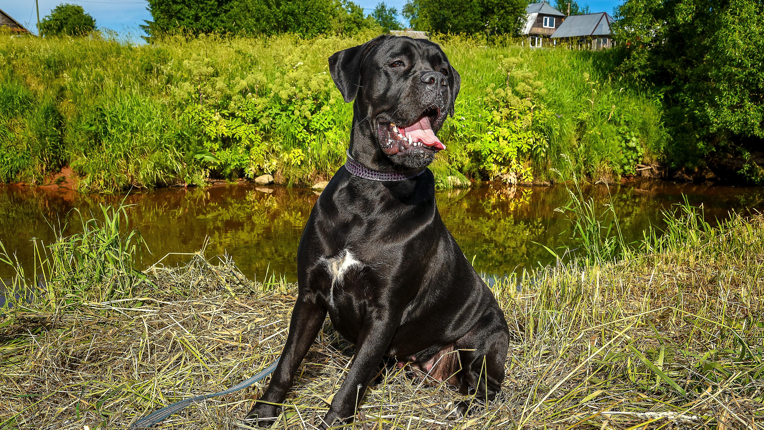 Собаки. Фотограф-анималист в СПб