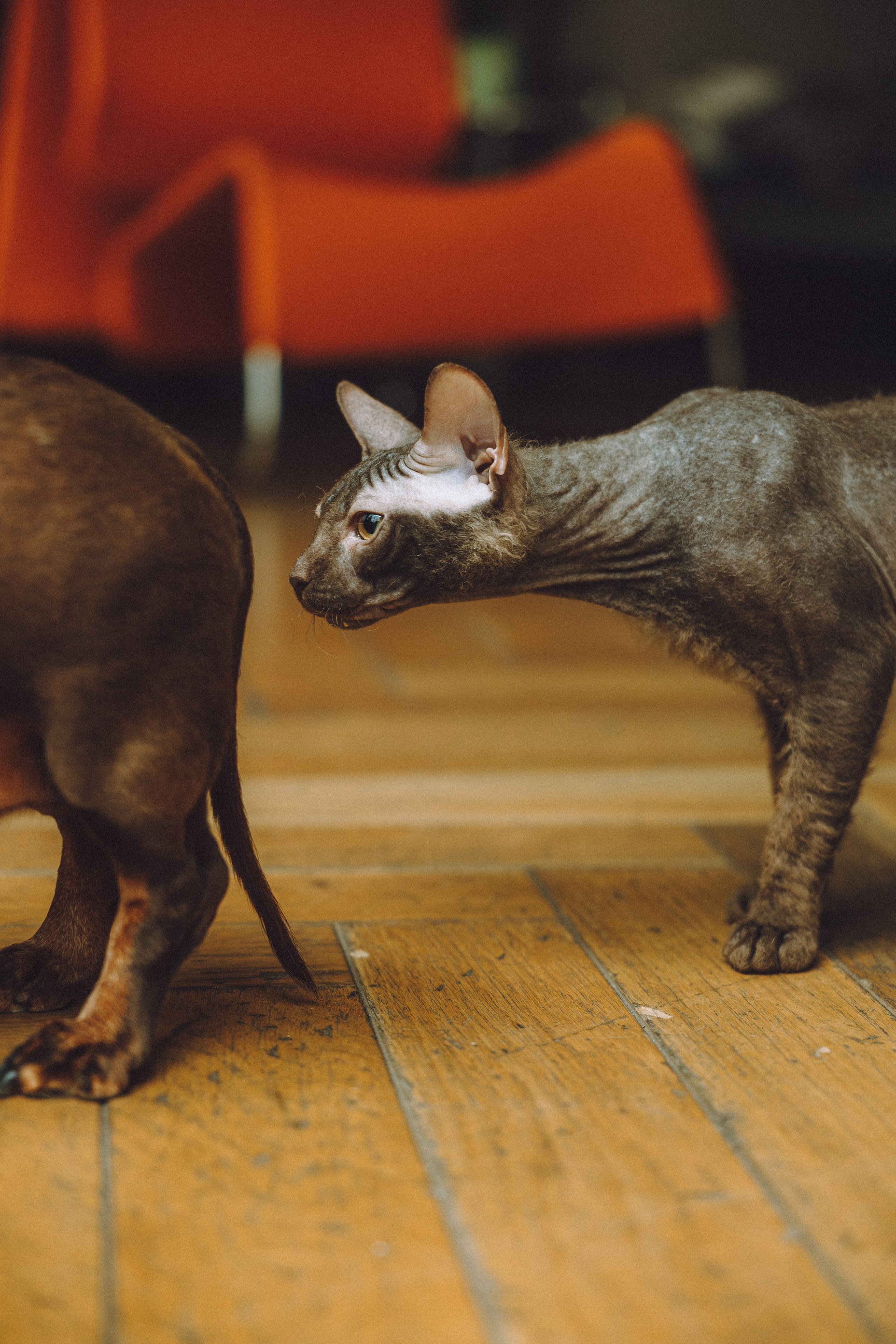 Кокос, Света, Динара и Вилли