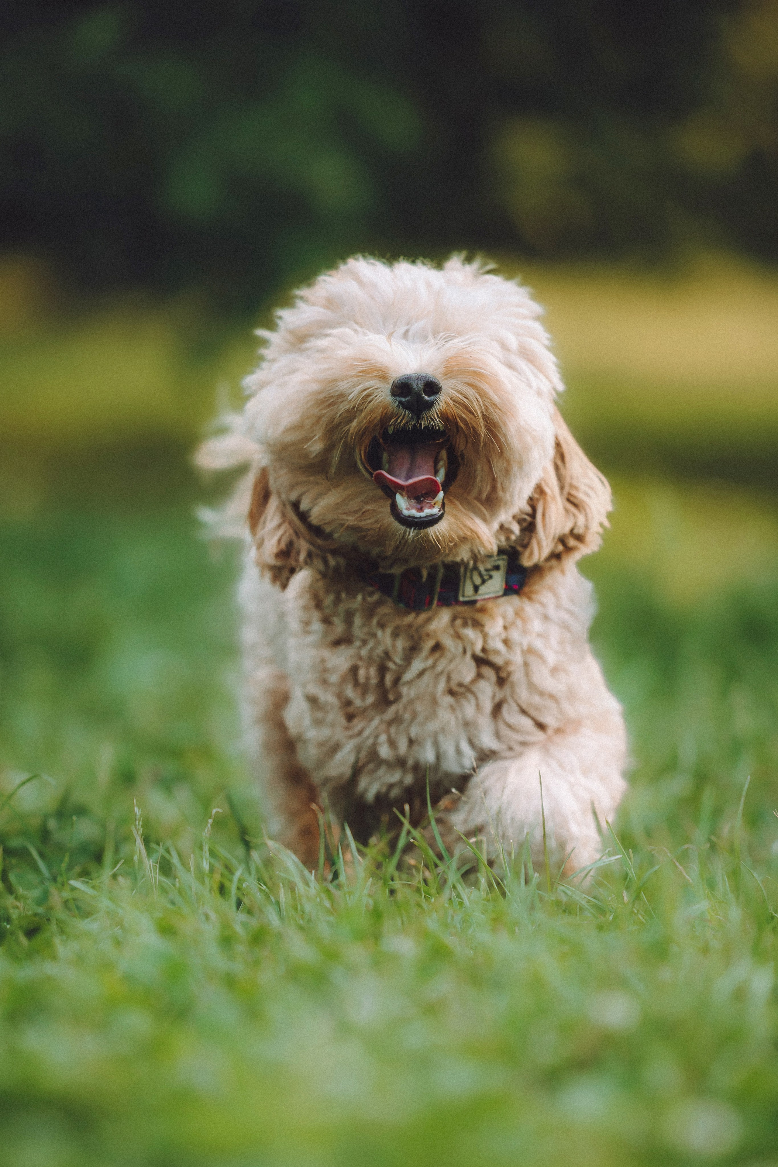 Фред и его семья