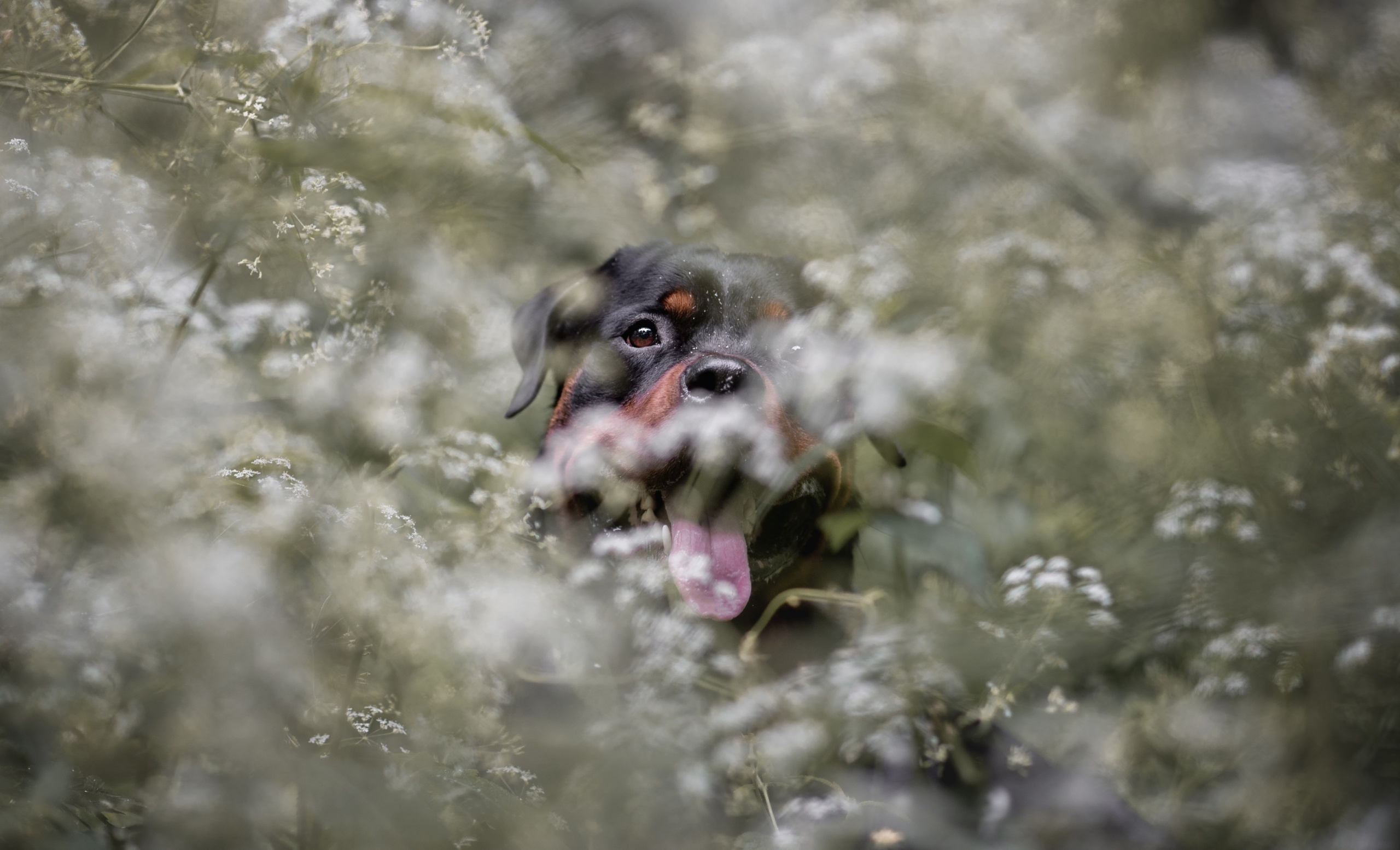 Кайрос. Фотограф анималист Ставрополь Яна Кудлай
