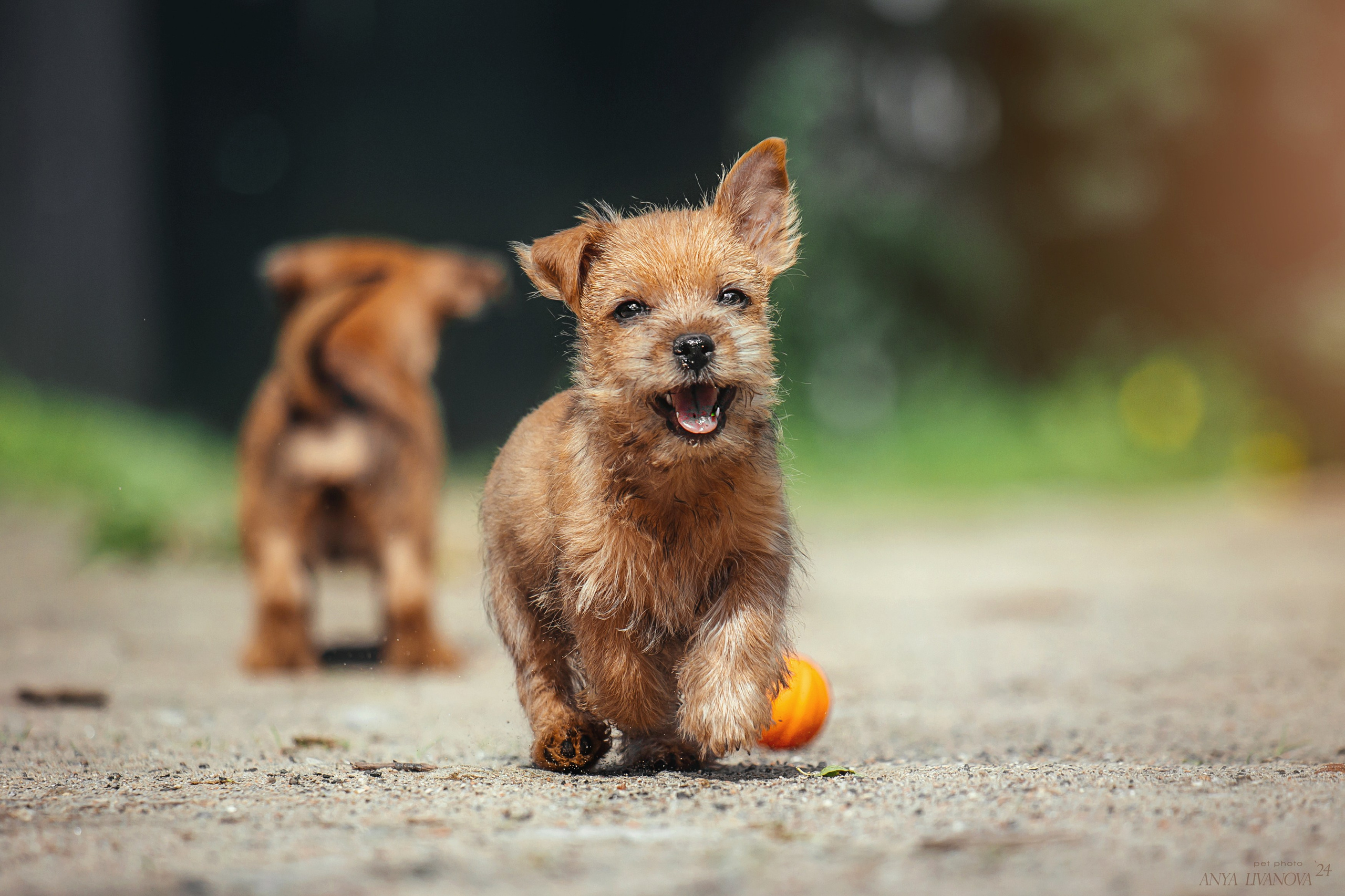 Норвичи. Фотограф анималист Аня Ливанова | Рыбинск
