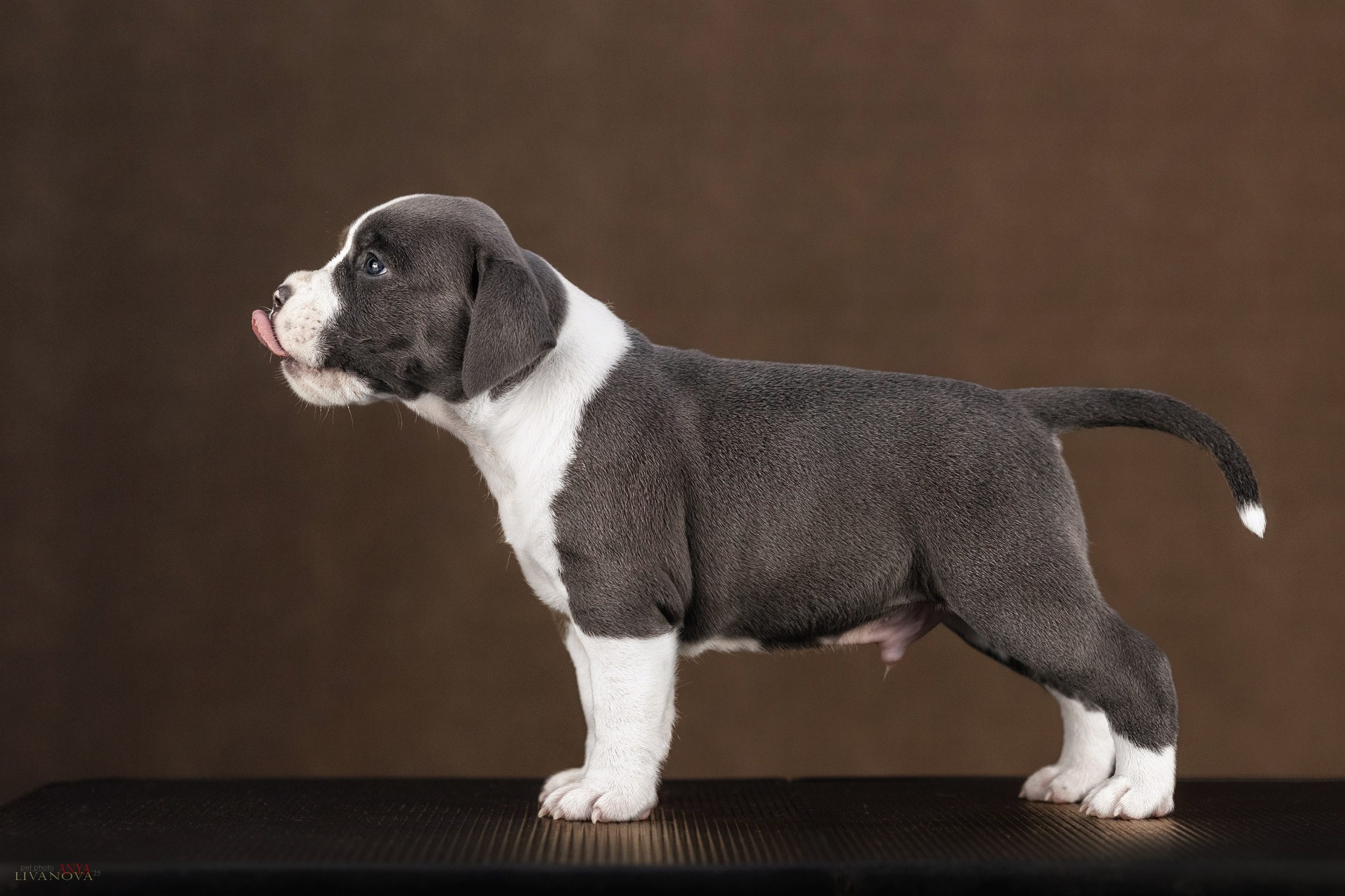 Стаффики. Фотограф анималист Аня Ливанова | Рыбинск