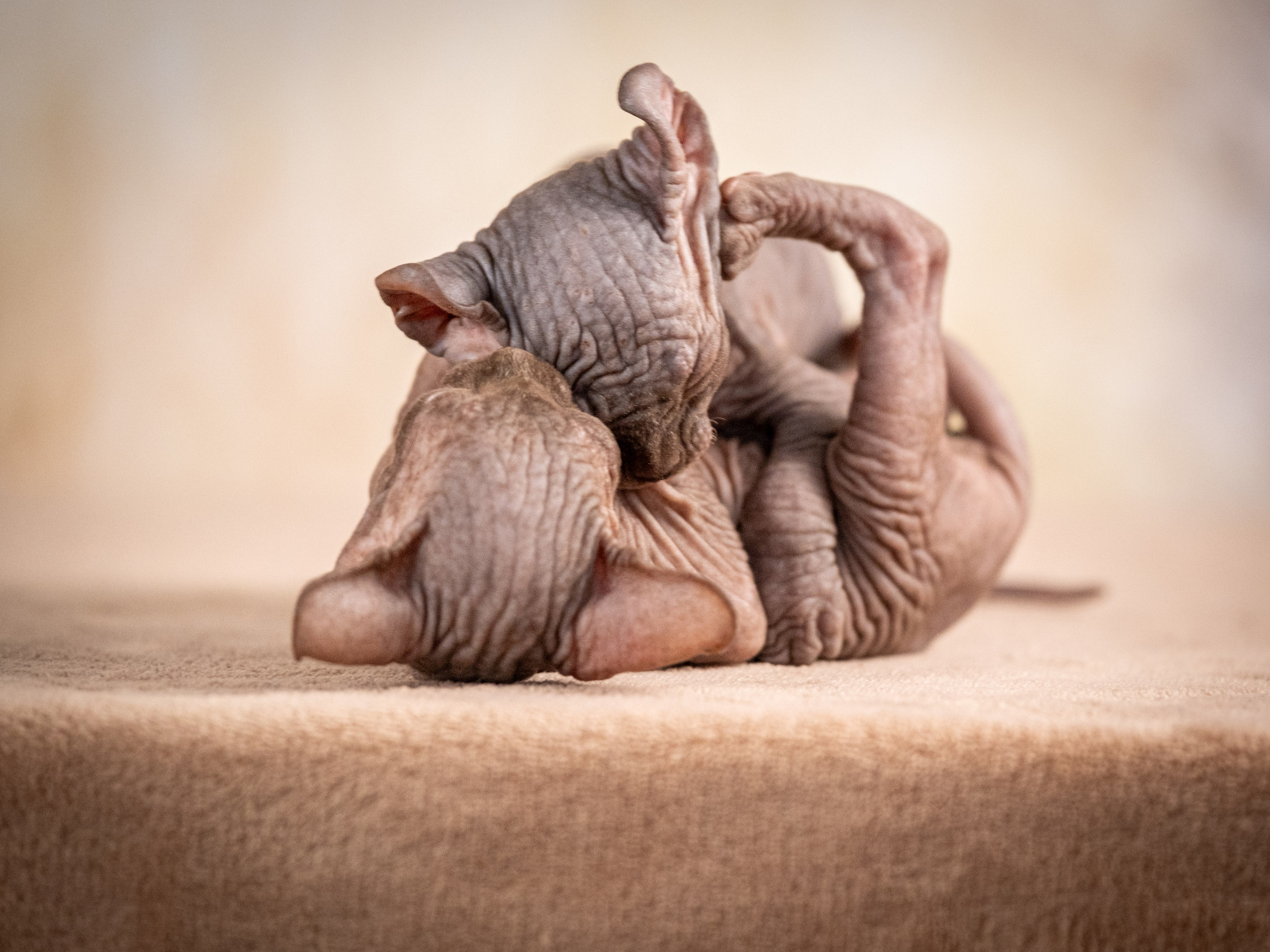 Сфинксы и эльфы для Никиты!. Зоофотограф, фотограф животных в Москве и области Дина Дамоцева