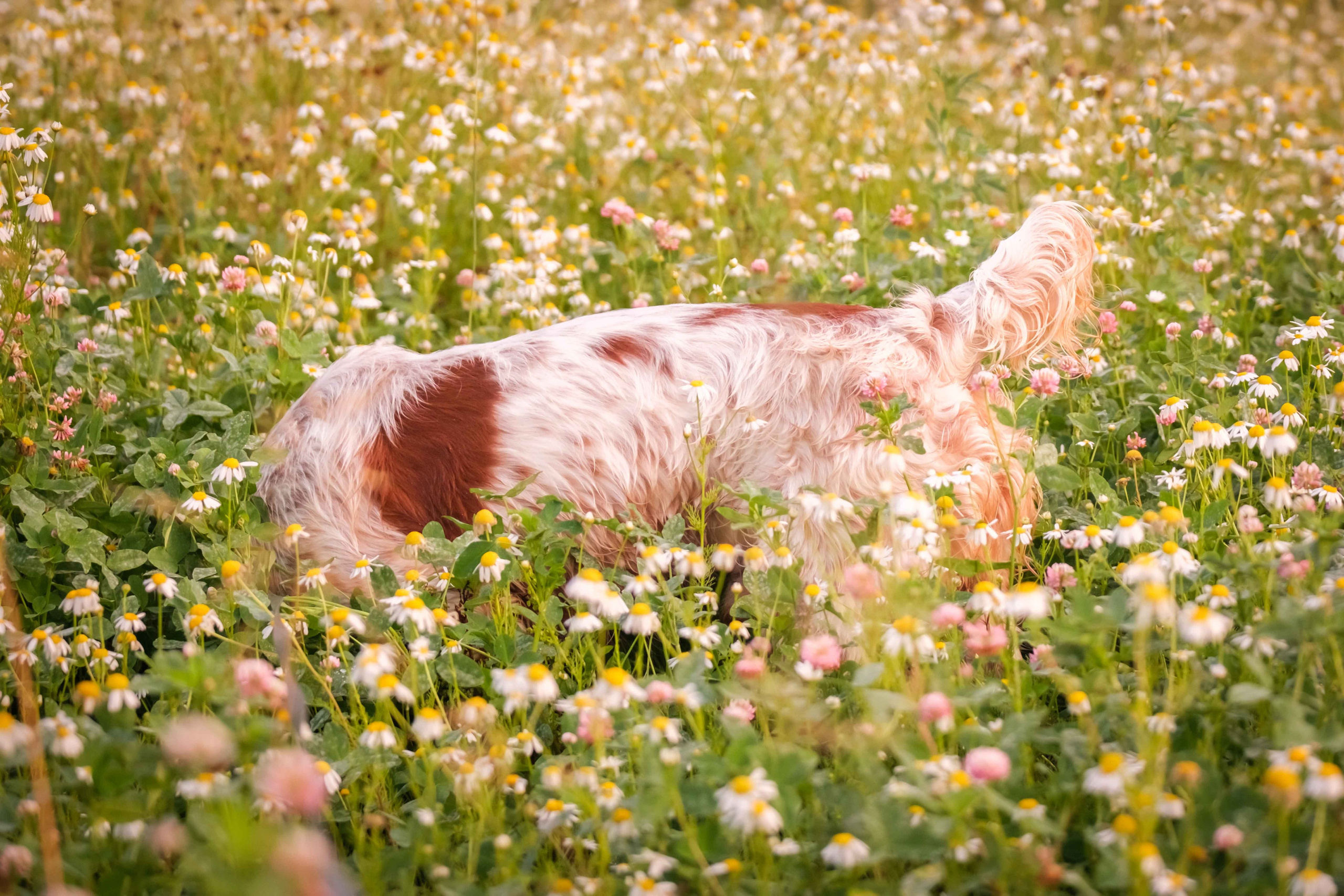 Спаниель Джет!. Зоофотограф, фотограф животных в Москве и области Дина Дамоцева