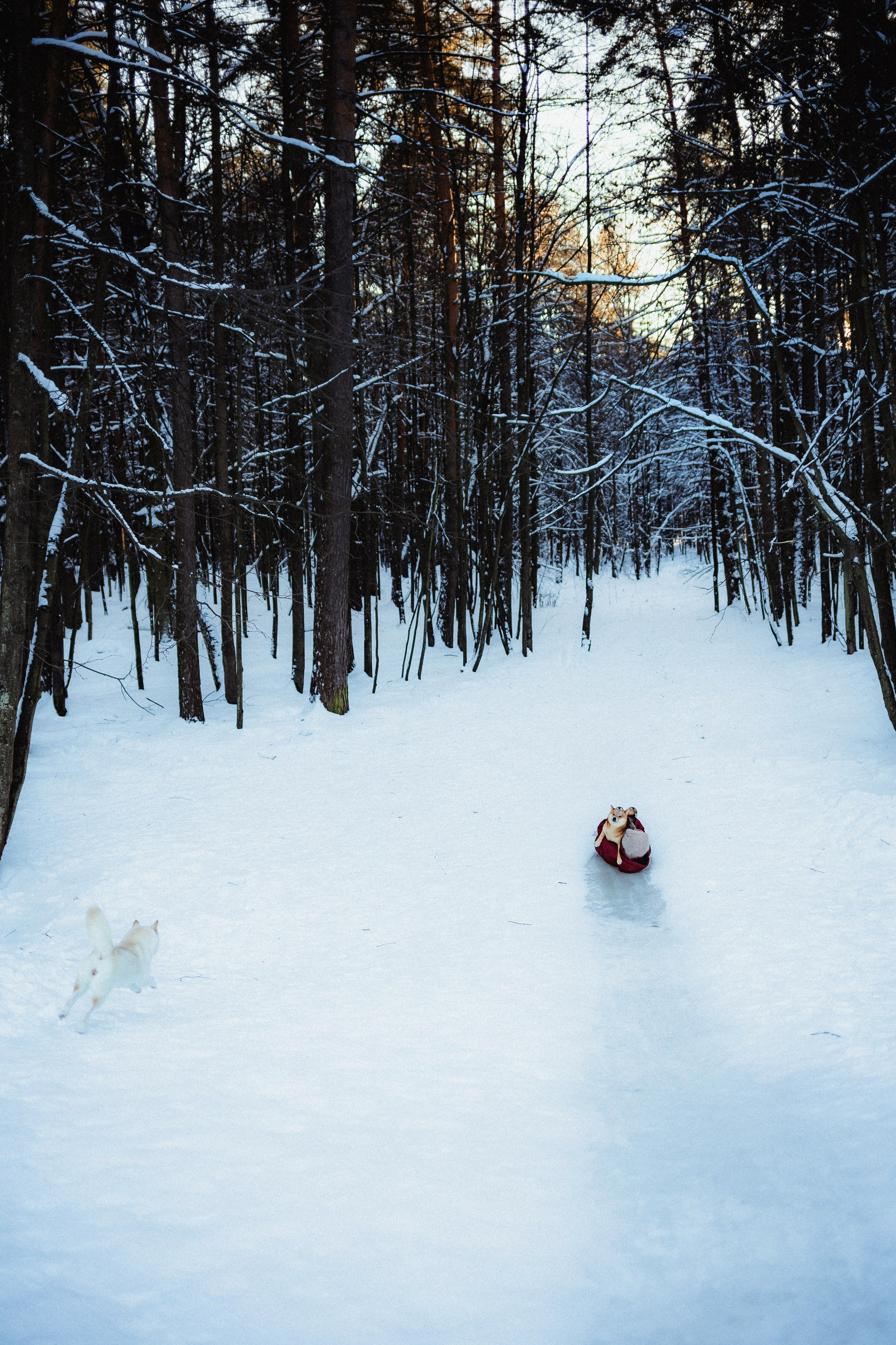 Шед, Цири и Ира