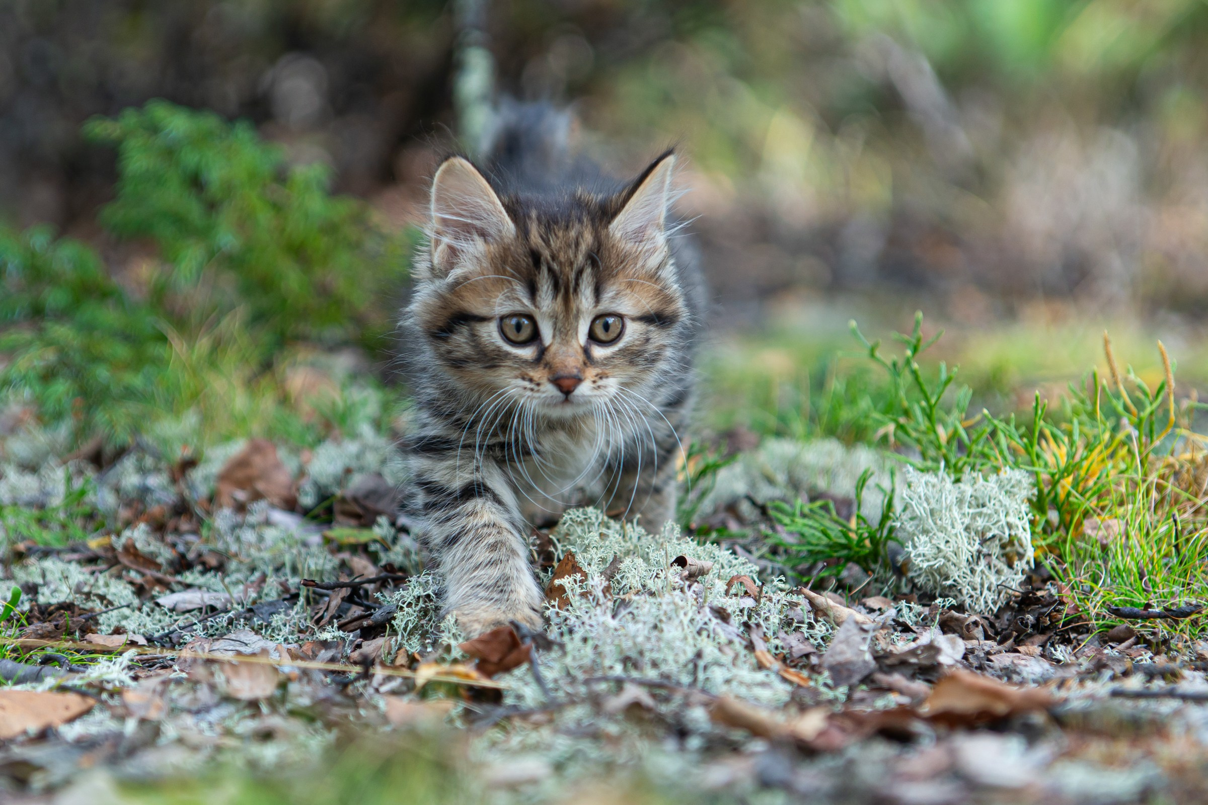 Курильский бобтейл. Фотограф на Камчатке Анна Моргачёва. Семейные и детские съёмки