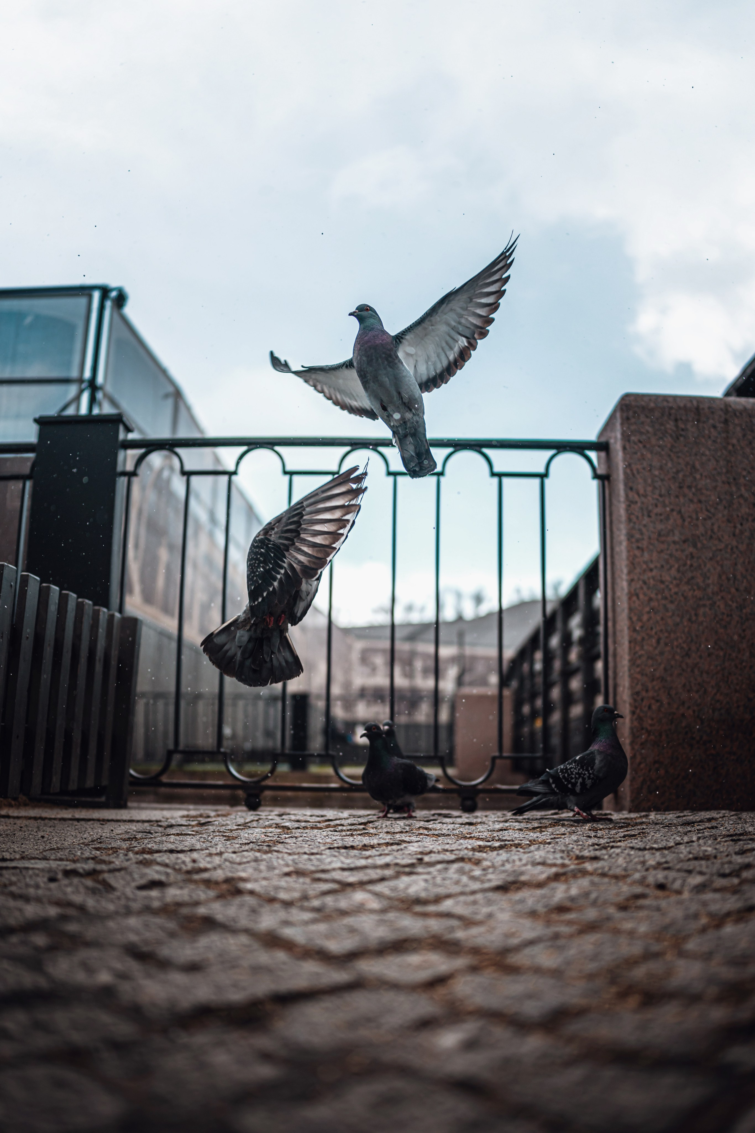 Street. Фотограф в Санкт-Петербурге Шевцов Андрей