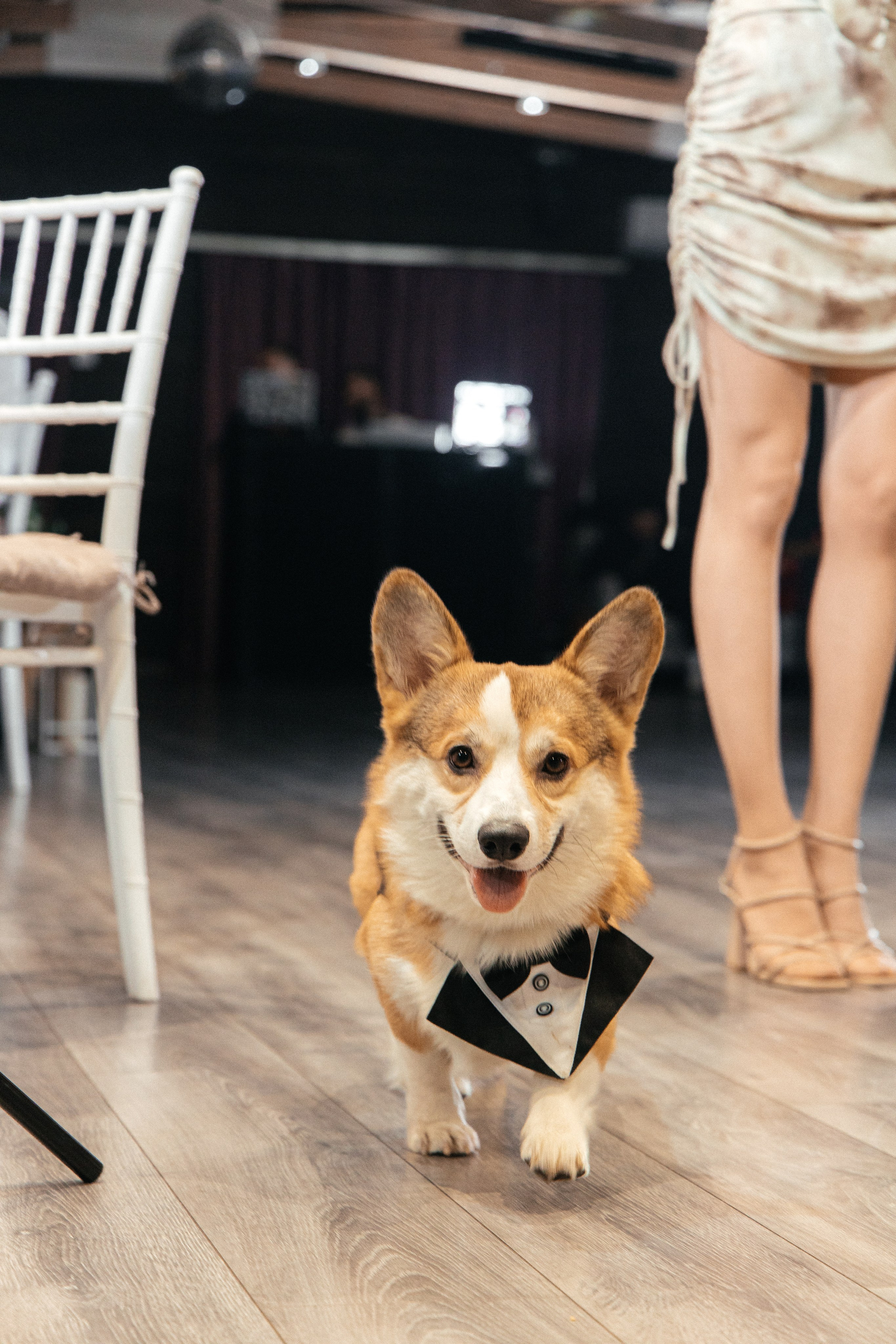 Свидетель Корги. Артём Бачурин — свадебный фотограф Воронеж